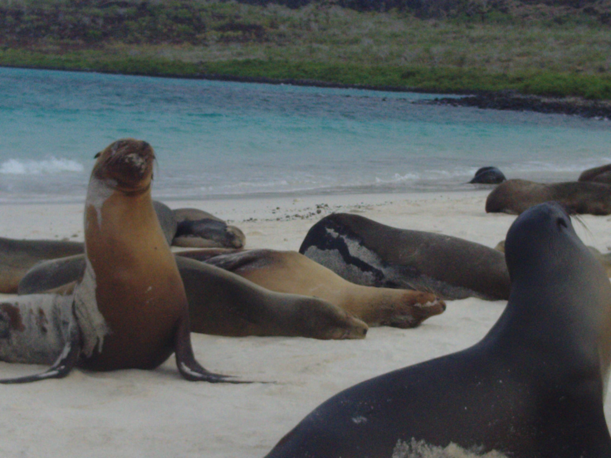 Isla Isabela - Galápagos, por Pedro López de Alda Muñoz