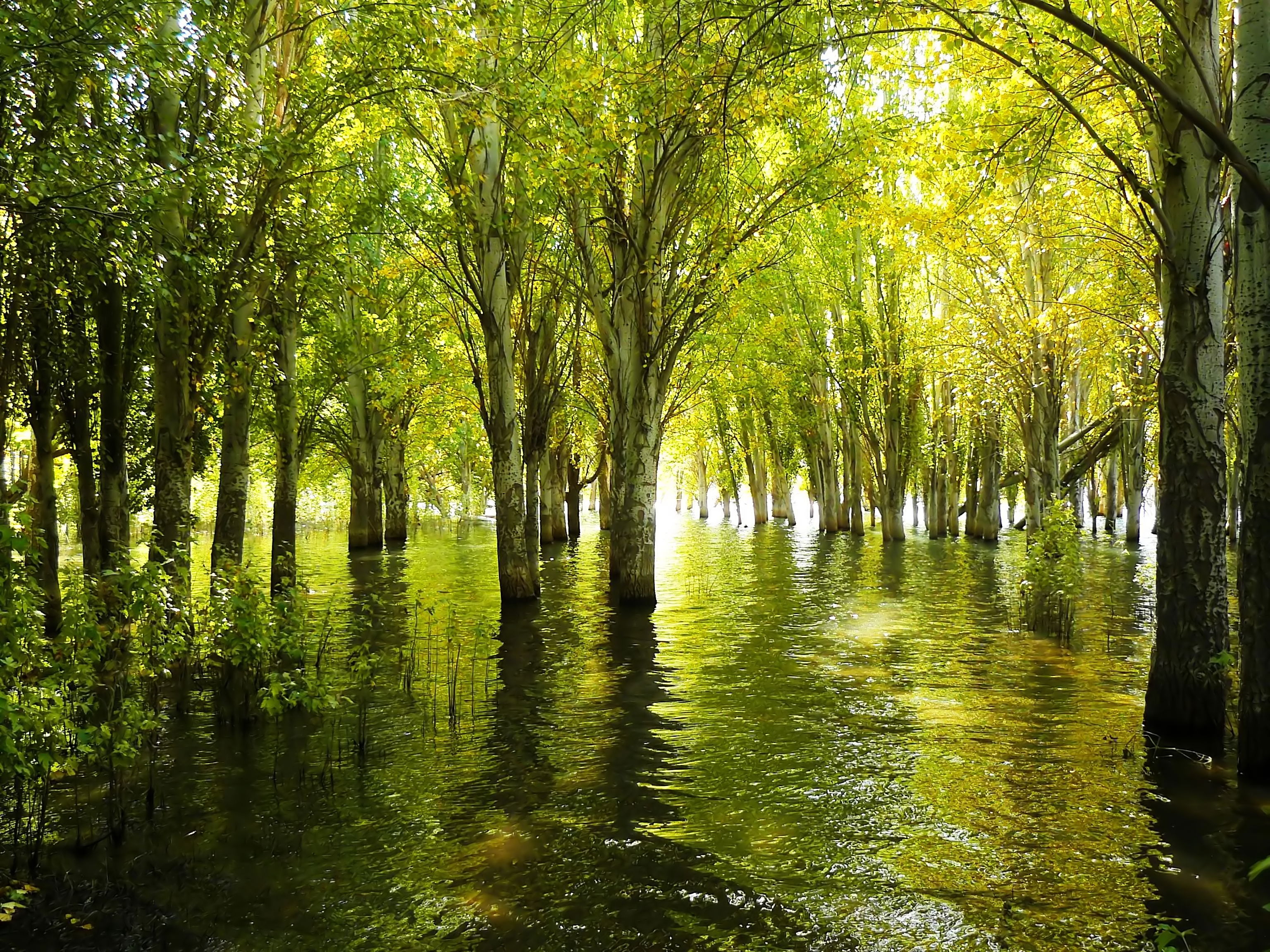 Bosque inundado, por gabriel montero