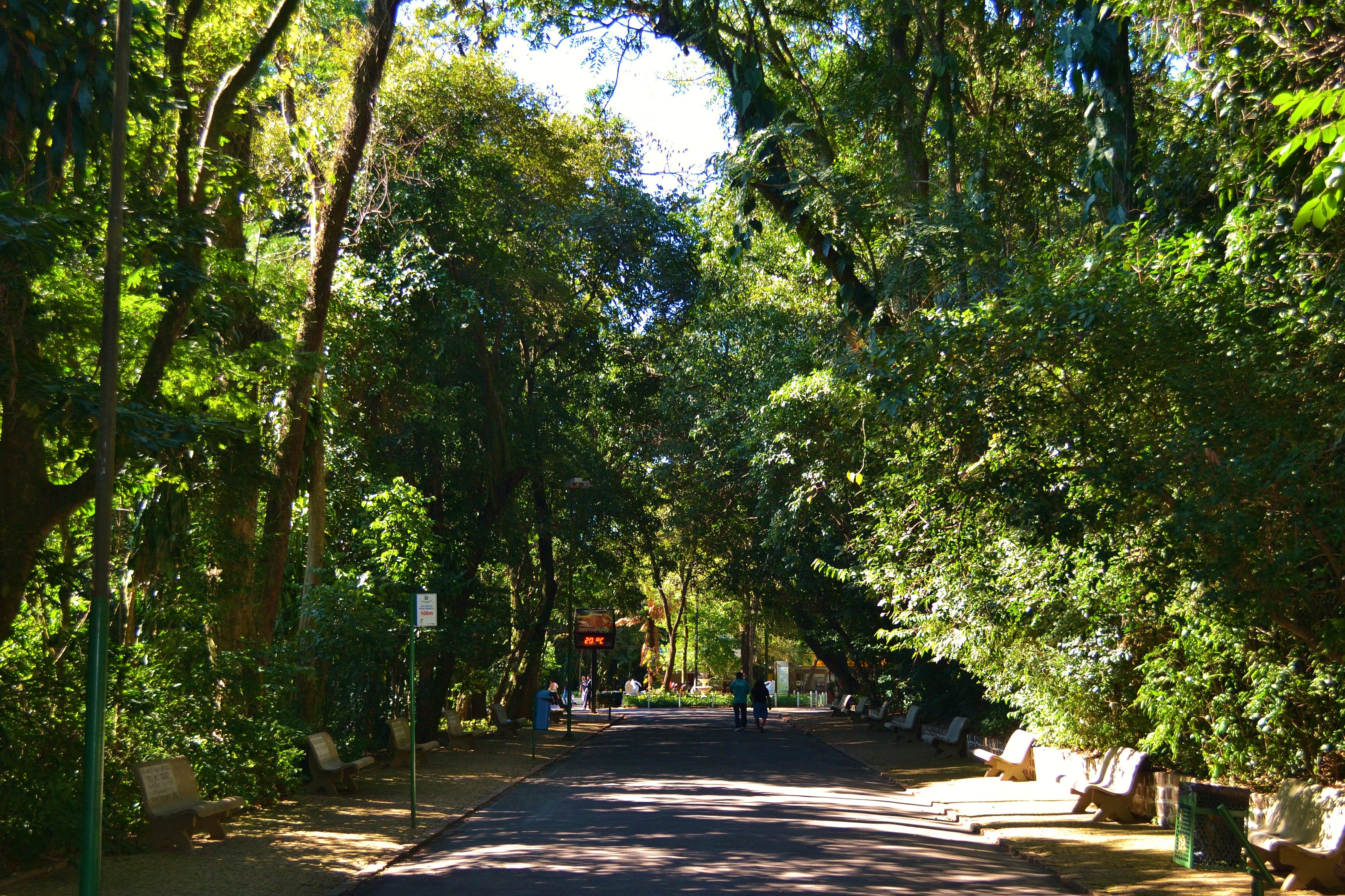 Bosque de Jequitibás, por Rafael Henrique Meireles