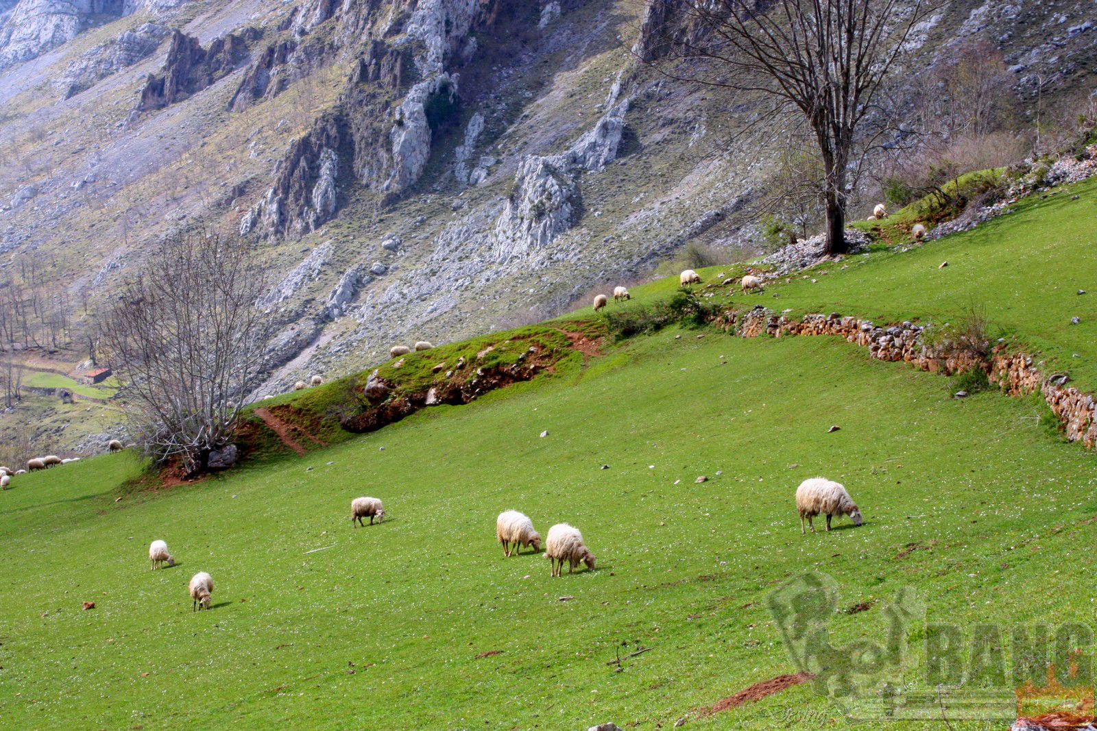 Prado en Cabrales, por Pedro Alberto Perez Martinez
