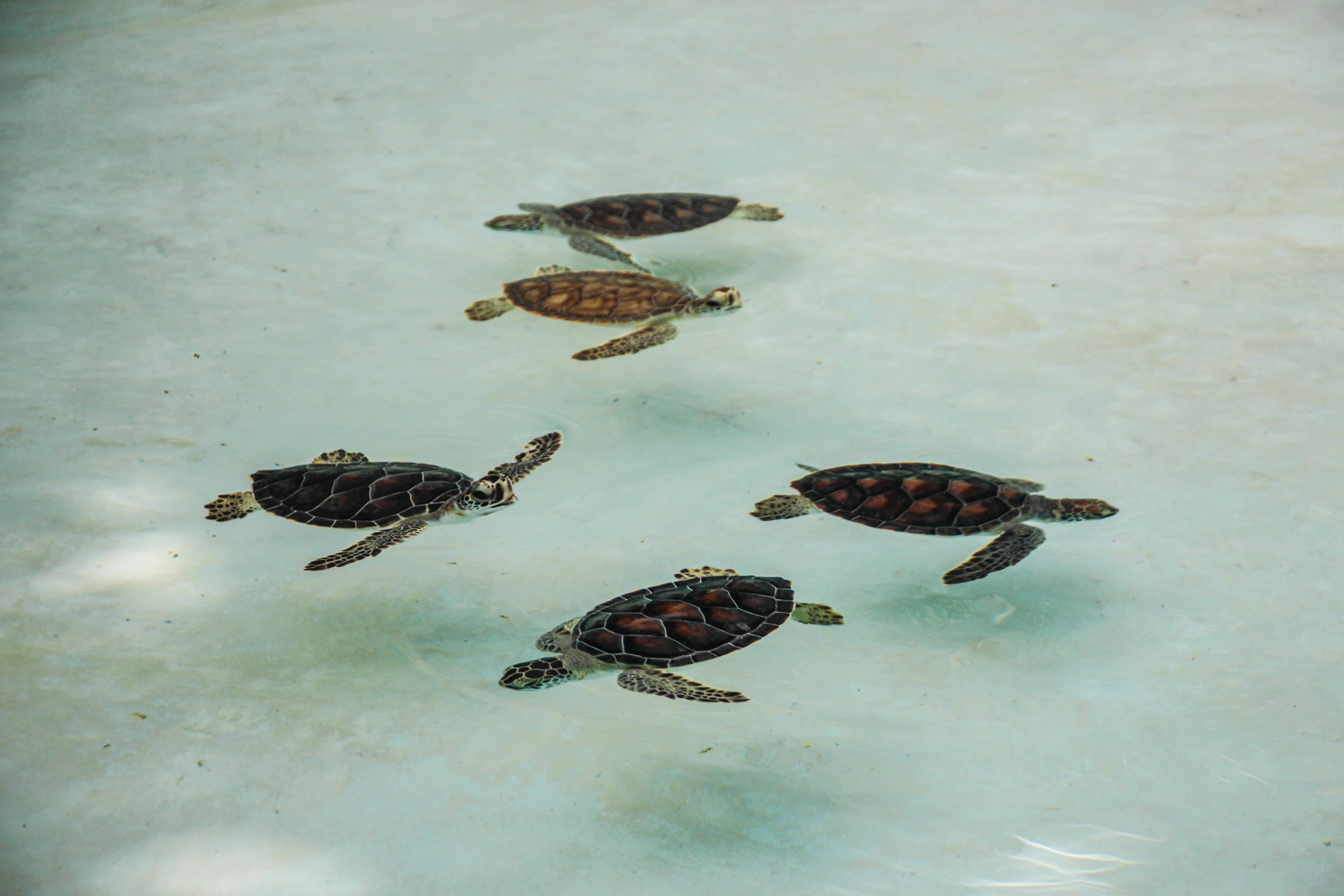 Criadero de fauna de Quintana Roo, por Diana Patricia Montemayor Flores