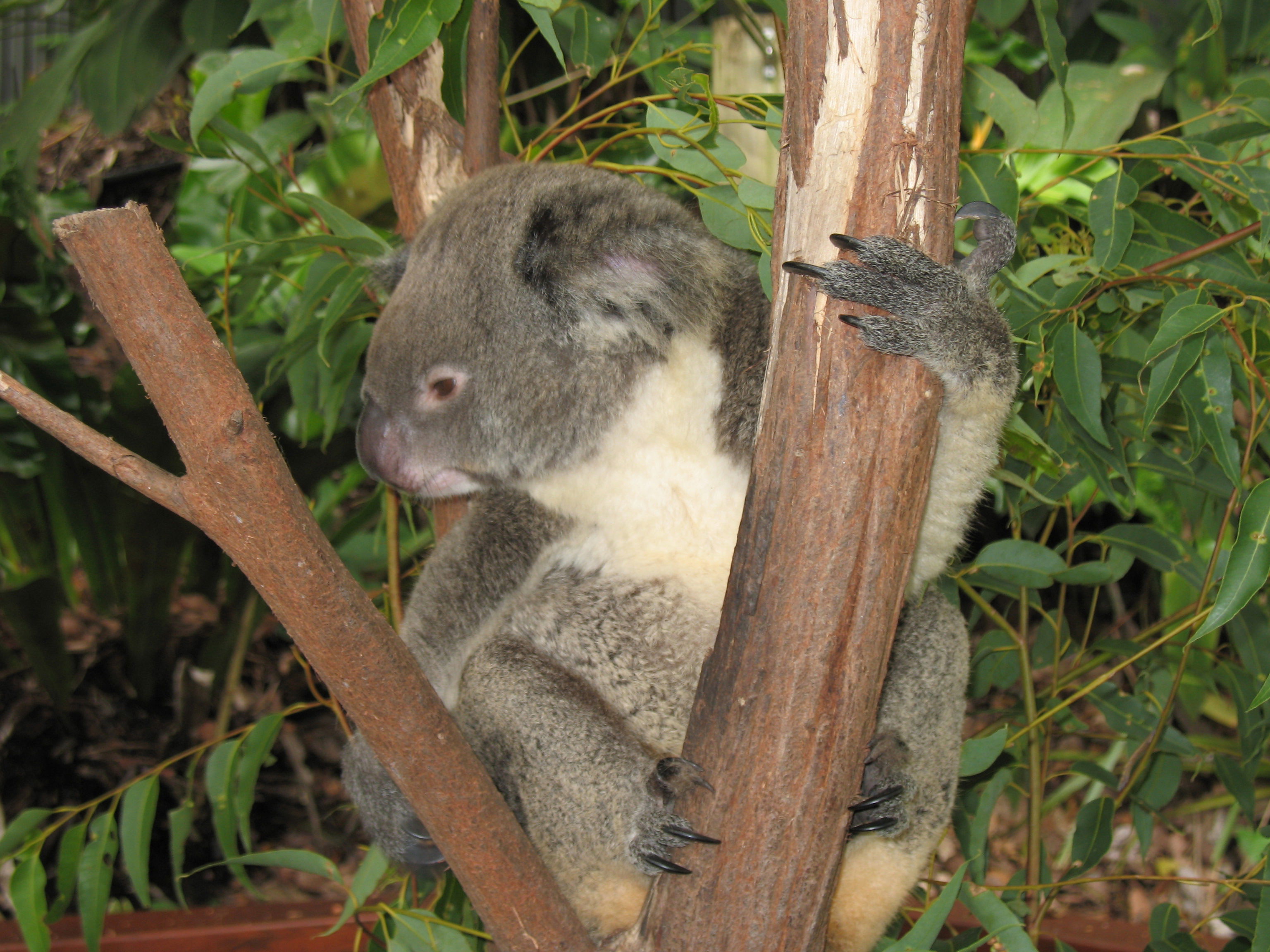 Kuranda Koala Gardens, por David Lopez