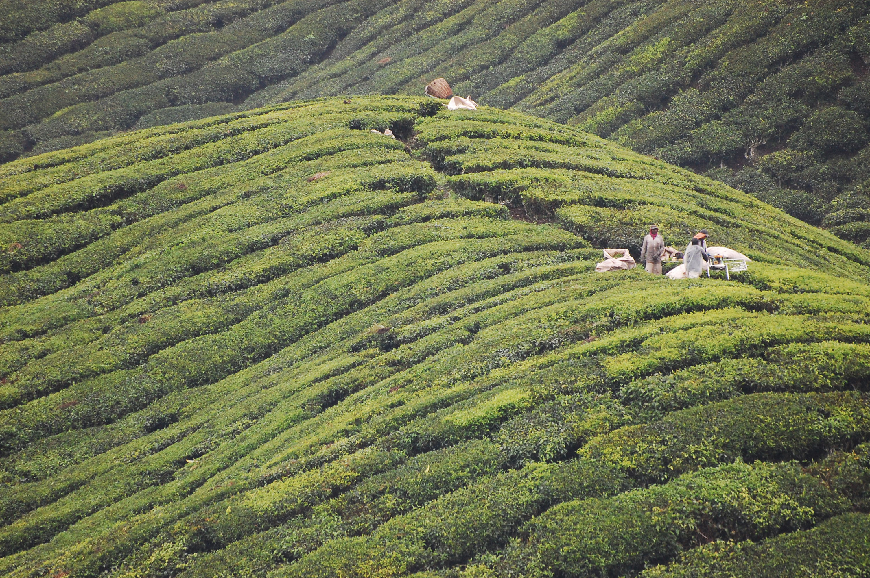 Cameron Highlands Resort, por Angelo Zinna