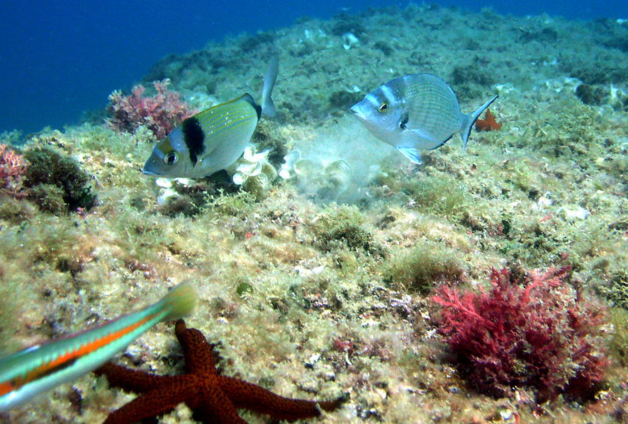 Buceo en Javea, por Marta Padilla