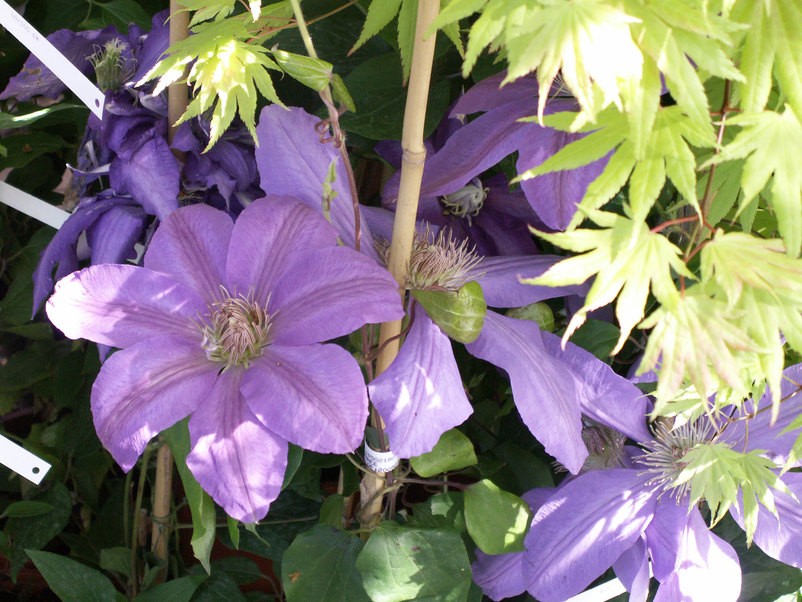 Fiesta de las Plantas, por Lilou