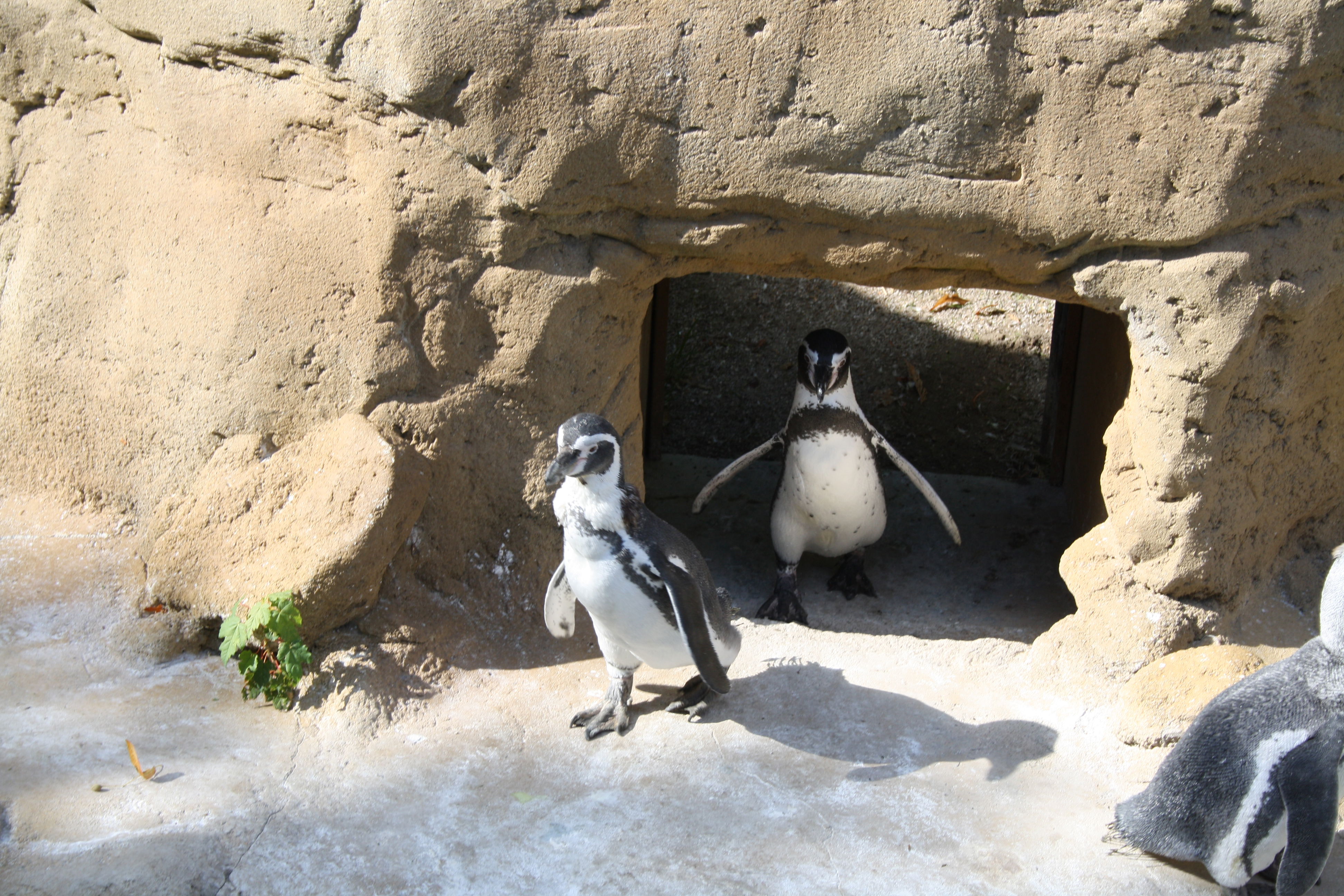 Zoo de Amiens, por Gwendoline Yzèbe