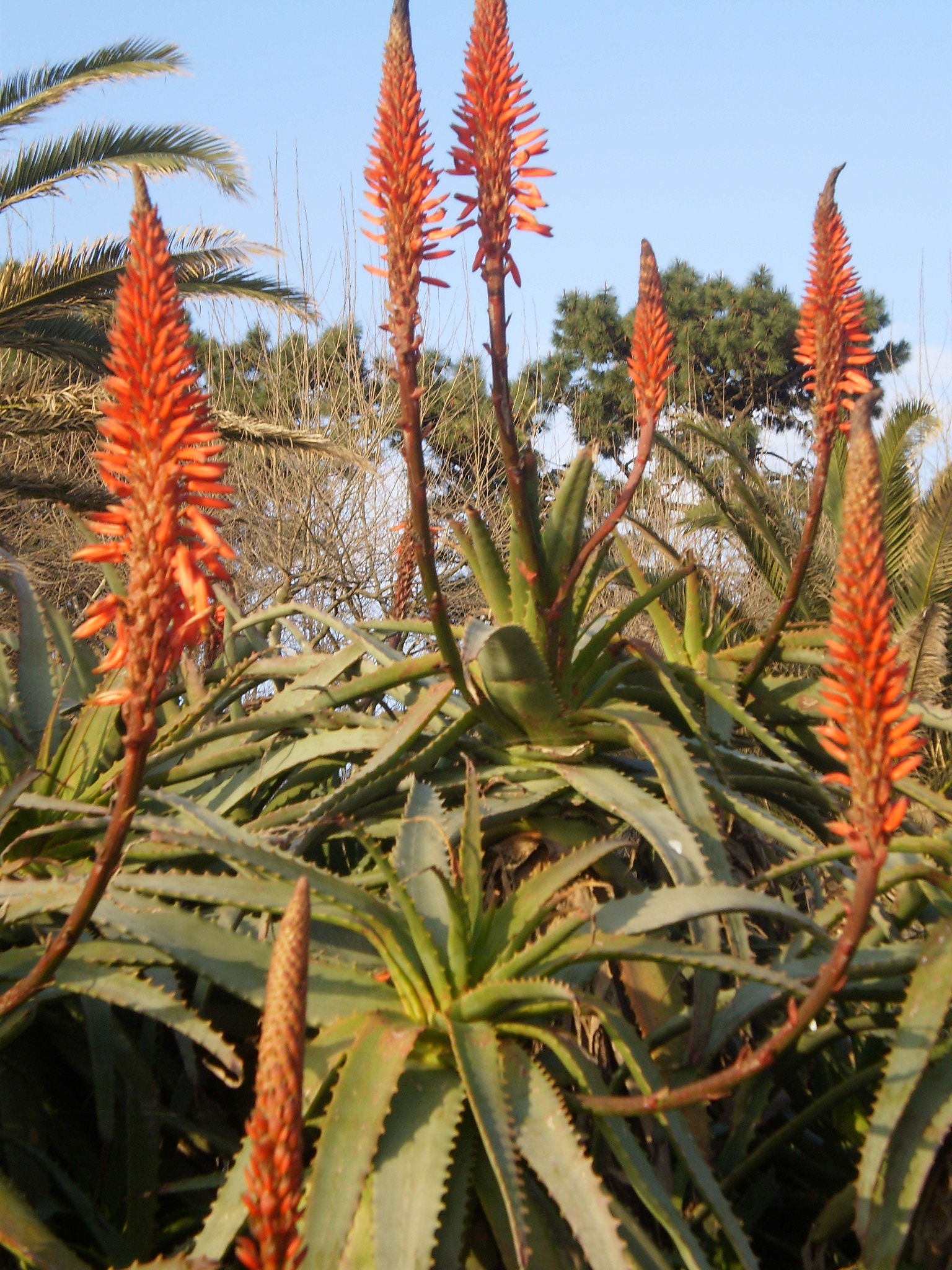 Jardín Botánico, por Sasa72