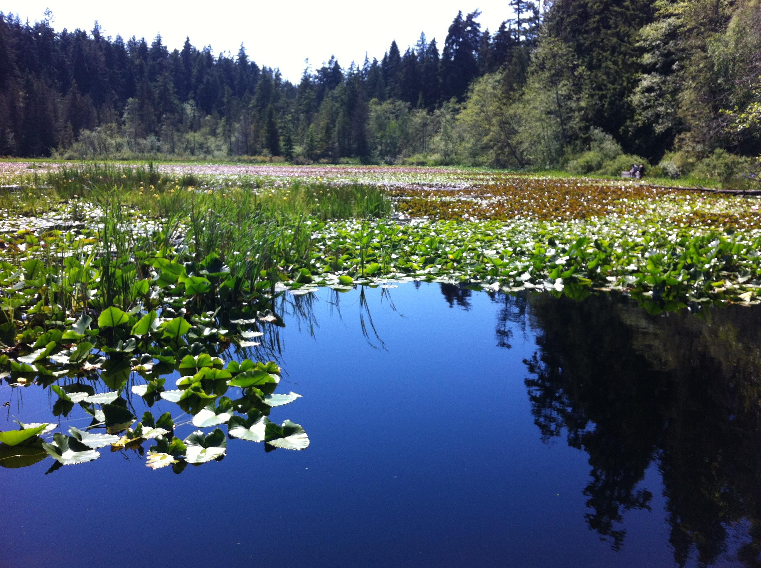 Beaver Lake, por Rebeca Cabrera Meneses