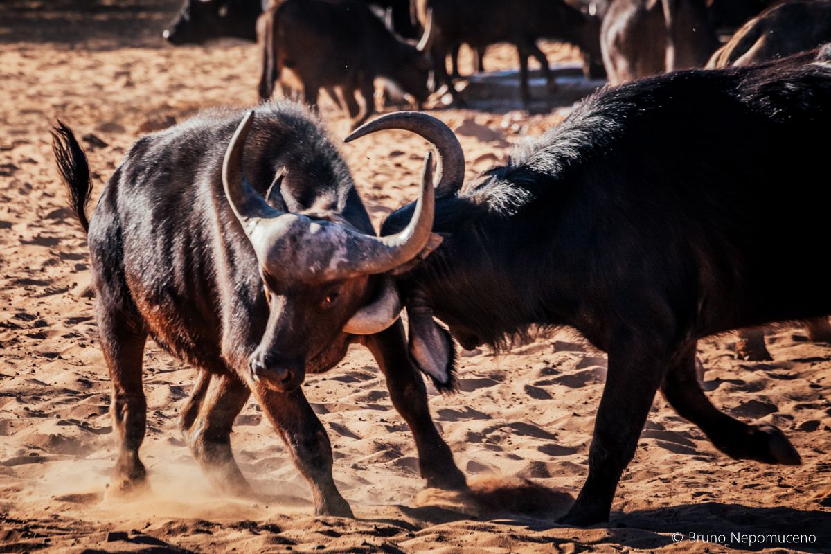 Waterberg Plateau National Park, por Bruno Nepomuceno