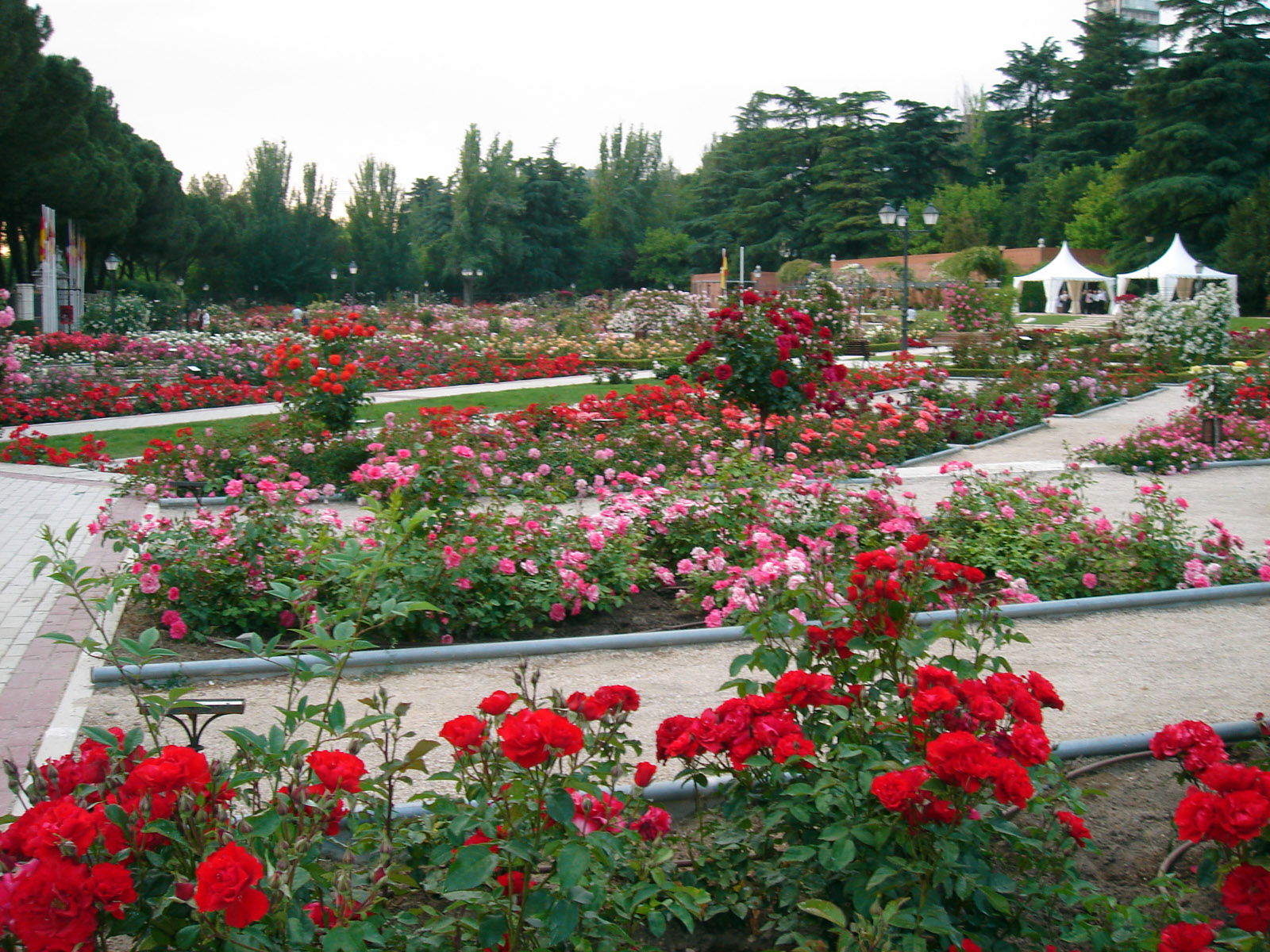 Rosaleda del Parque del Oeste, por Sergio
