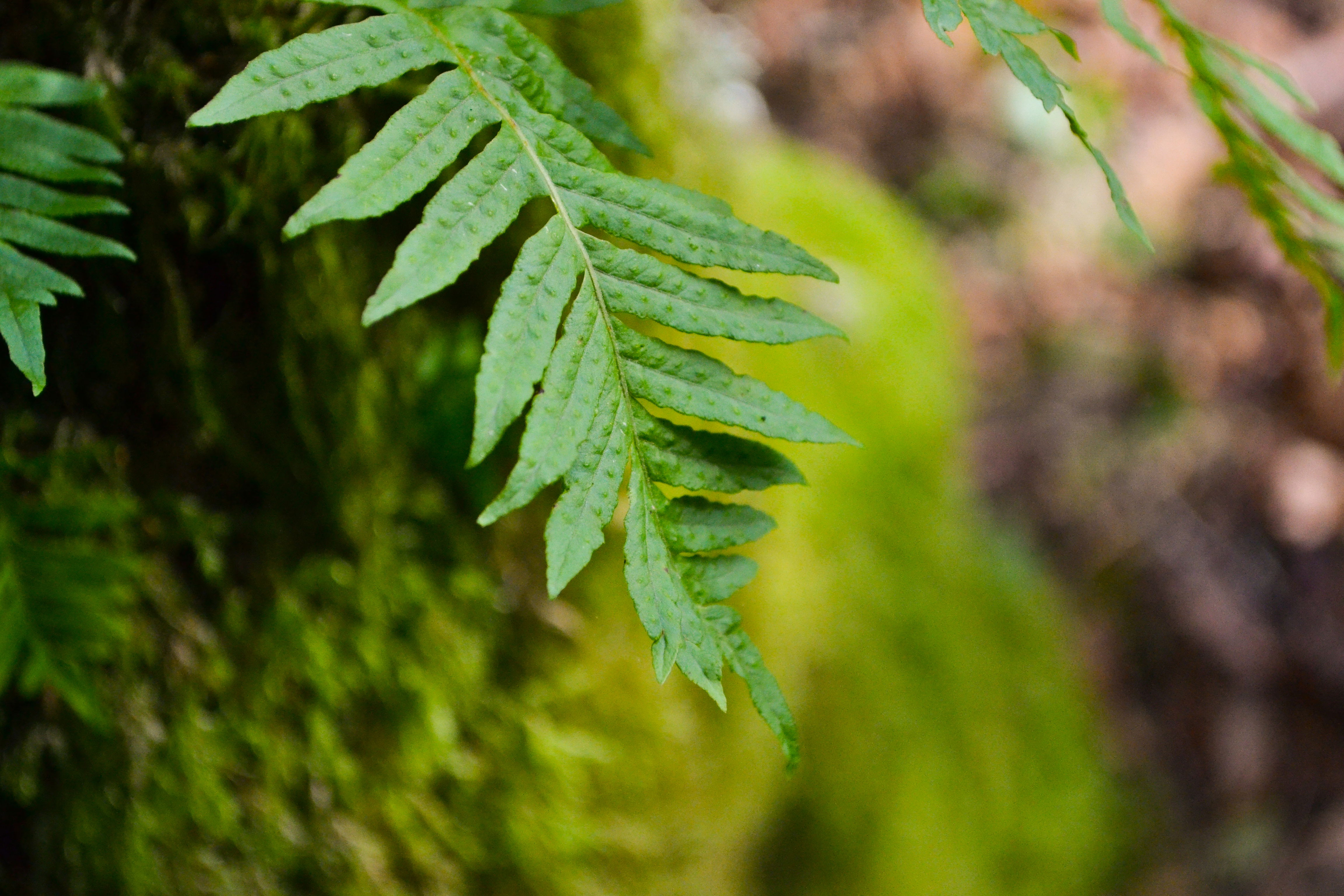 Aire libre en Portland: descubre sus jardines y puentes icónicos