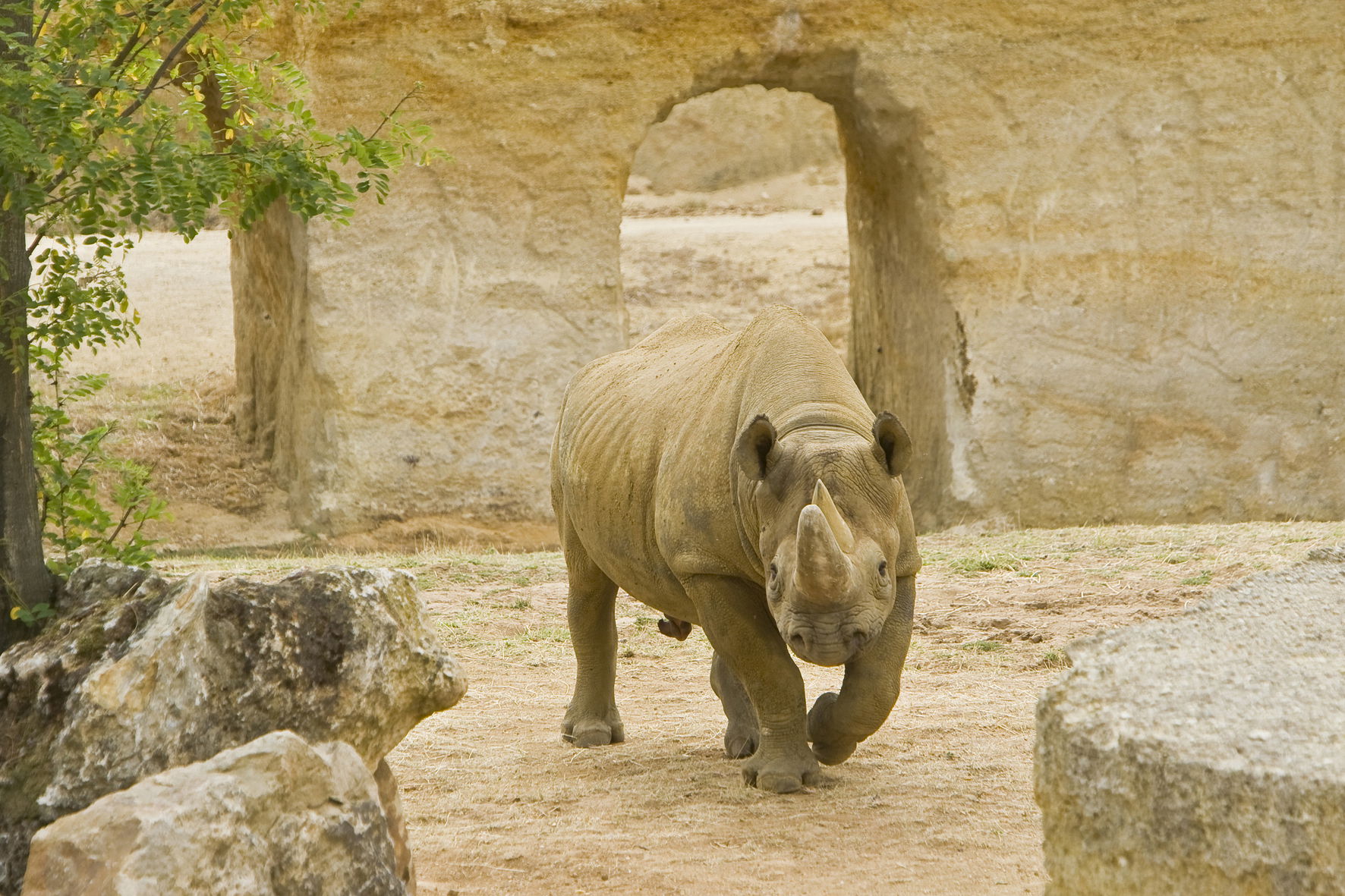 Zoo de Doué, por Pays de la Loire