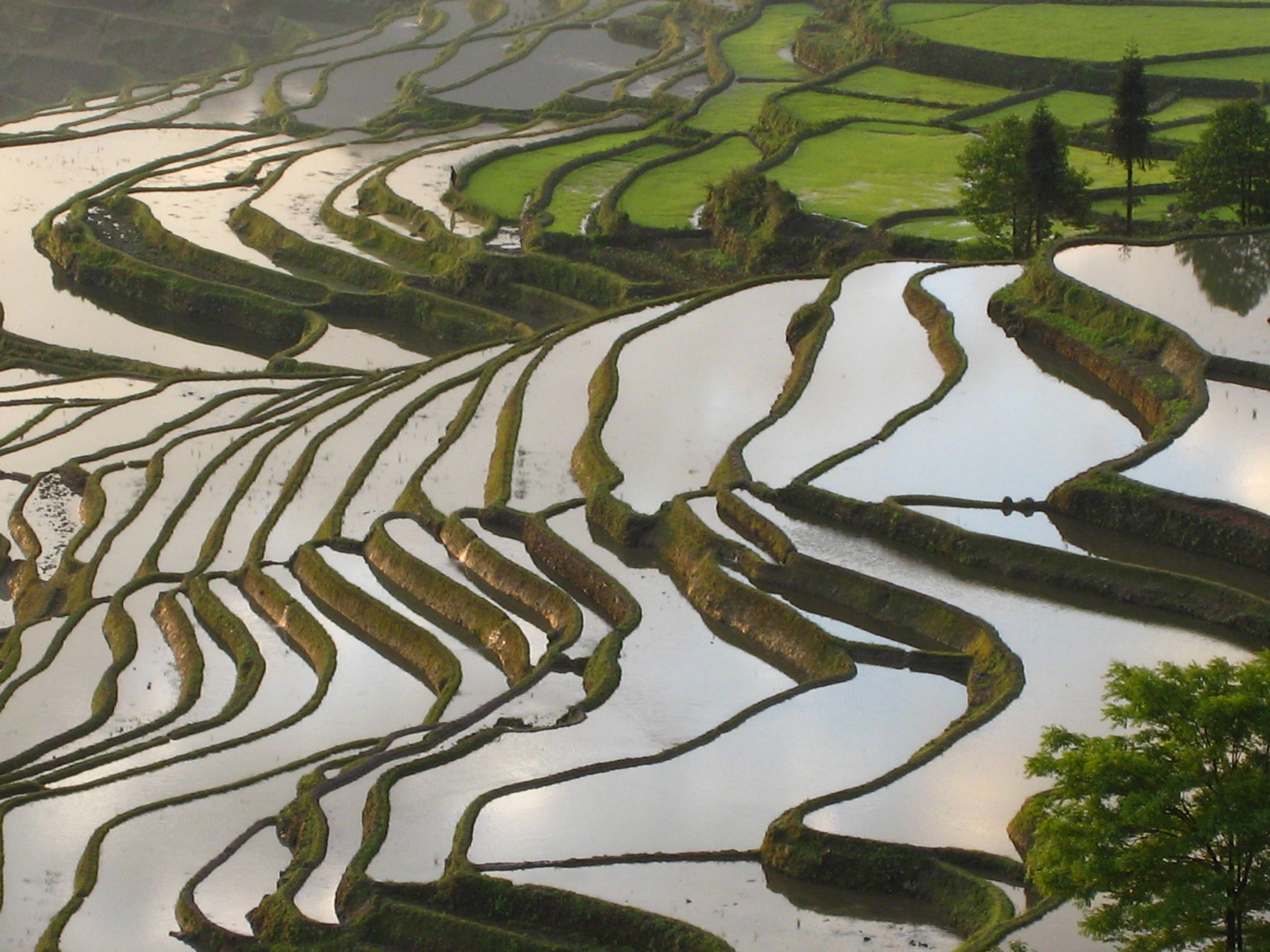 Terrazas de Yuanyang, por Chiara Basso