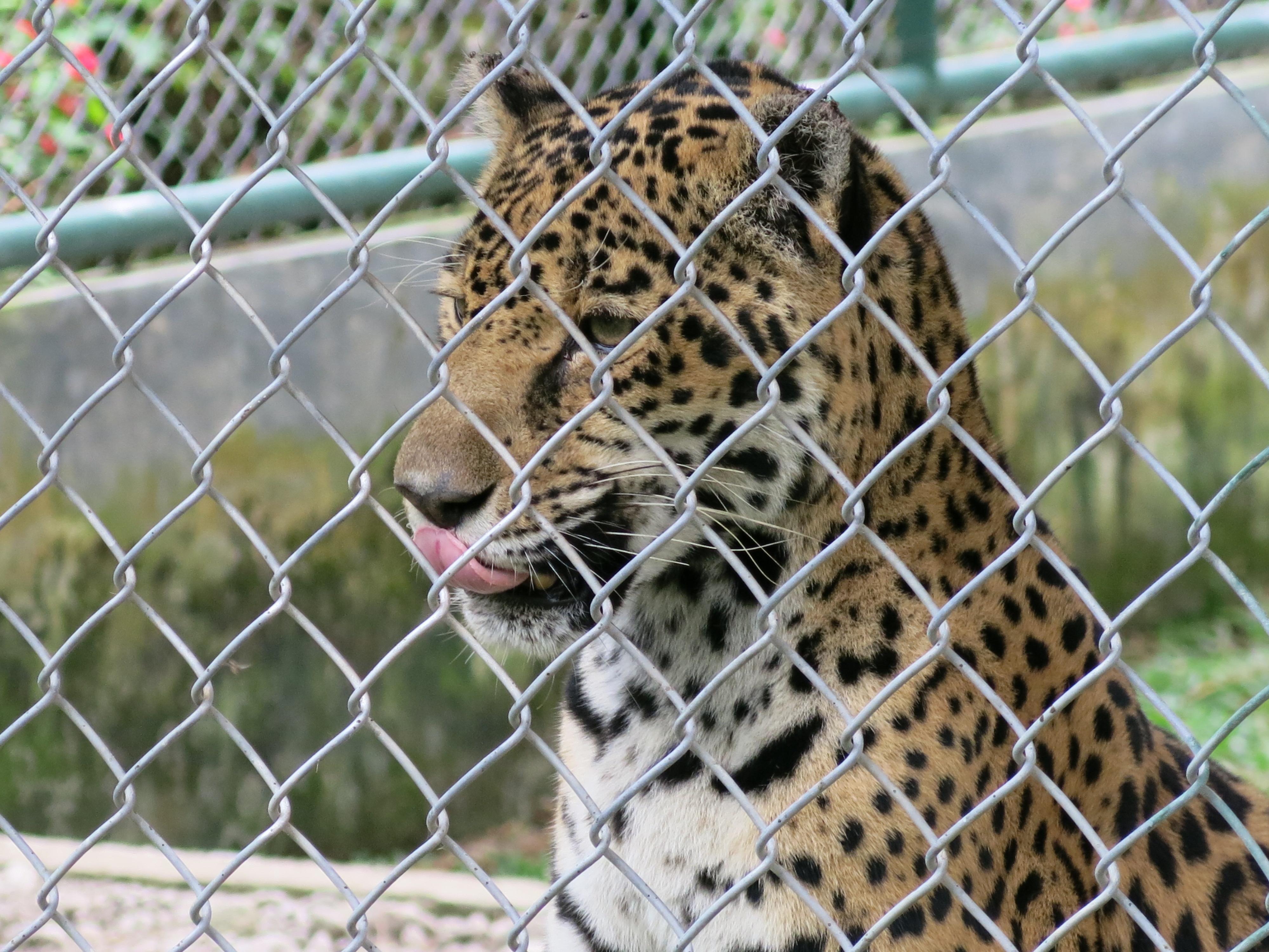 Zoológico El Níspero, por Iralis Carolina Fragiel Arenas