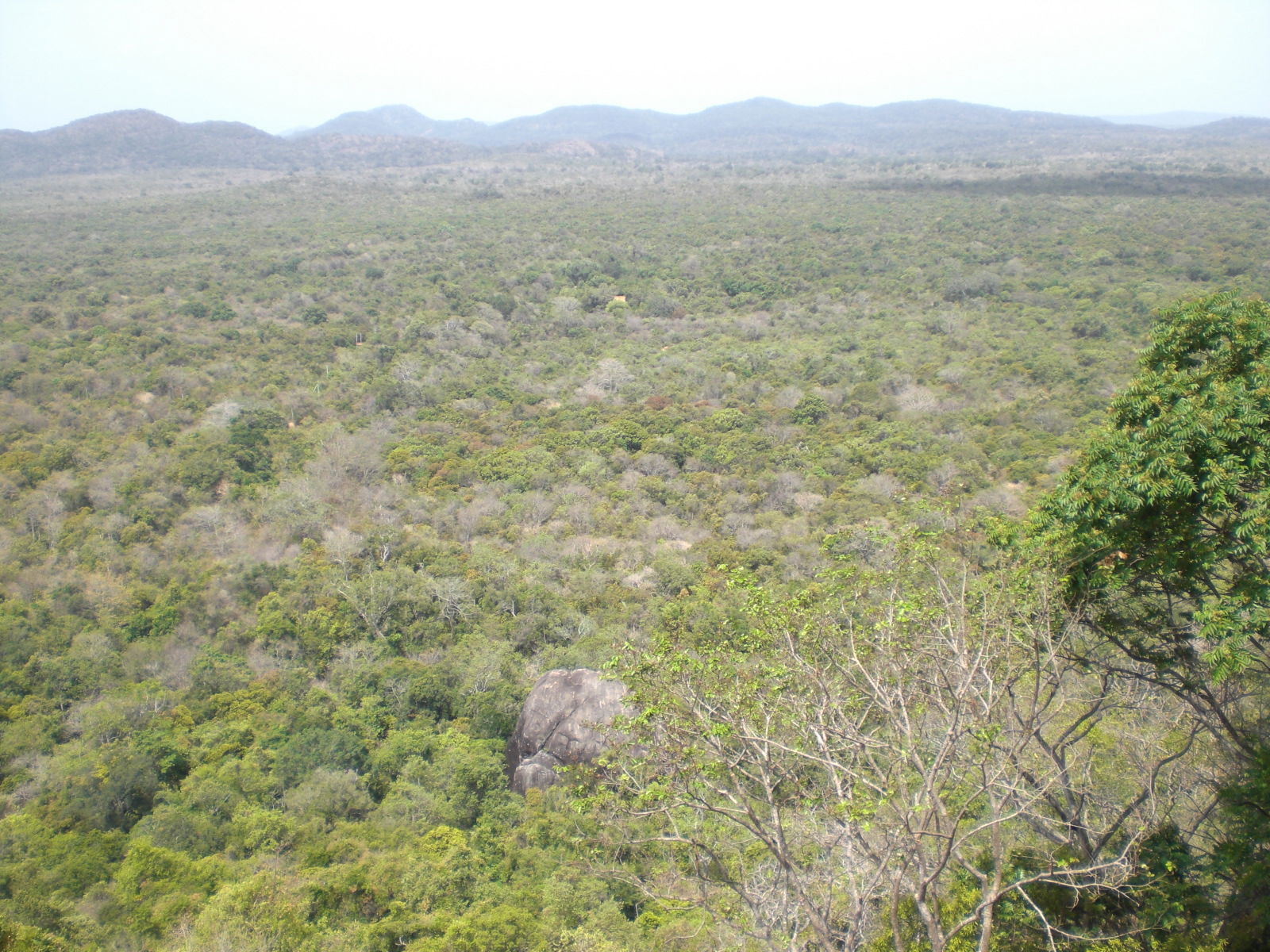 Praderas de Sigiriya, por paulinette