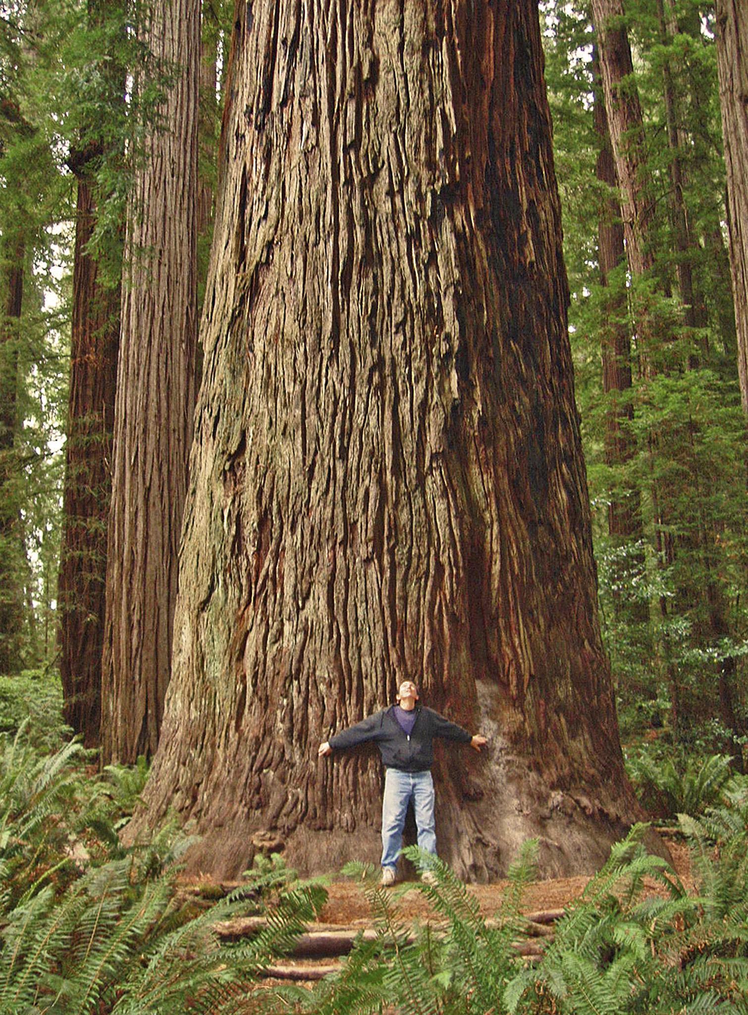 Redwood National Park, por Kim Andrew Schmidt