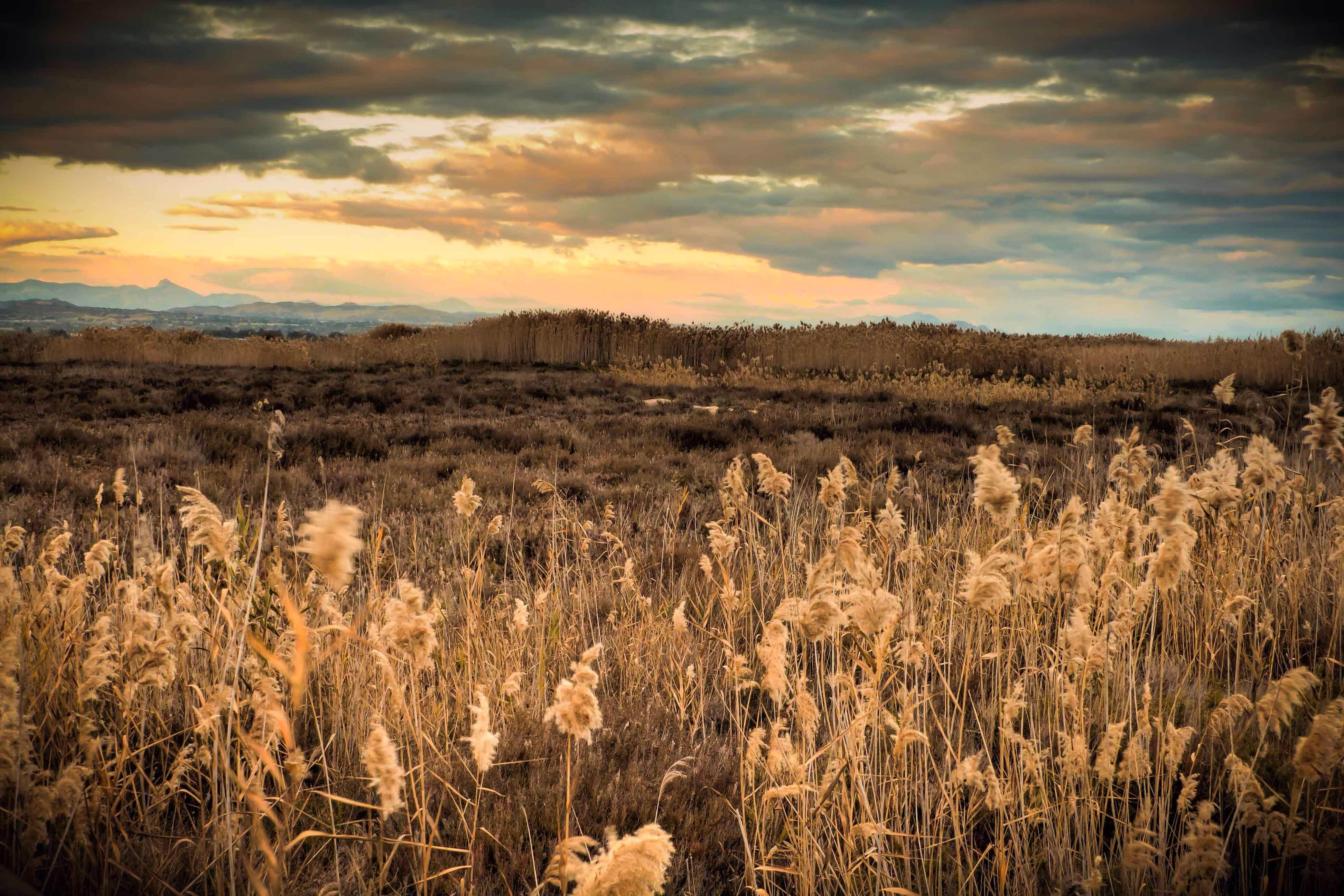 Parque Natural El Hondo, por anton03