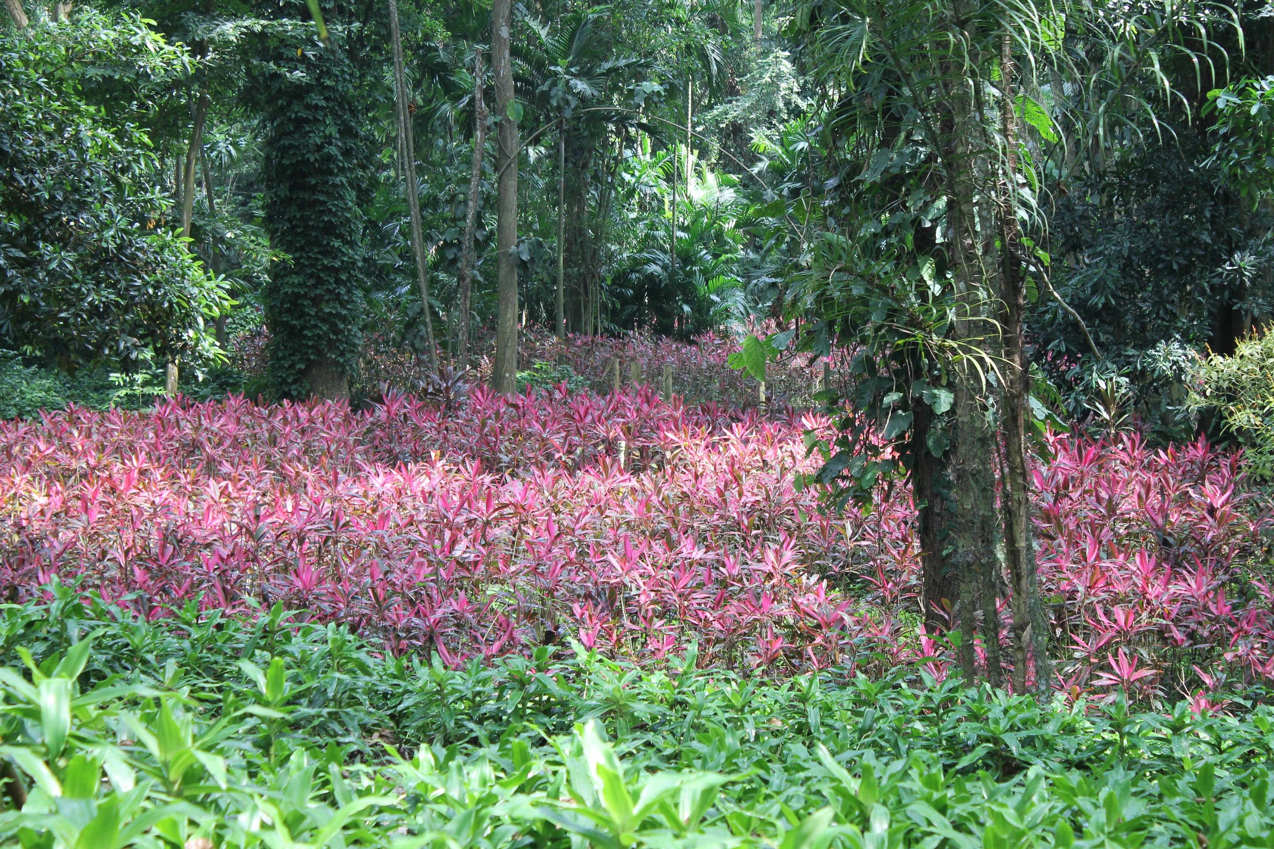 Parque de La Exótica Flora Tropical Nuestra Señora del Carmen, por Erika Paz