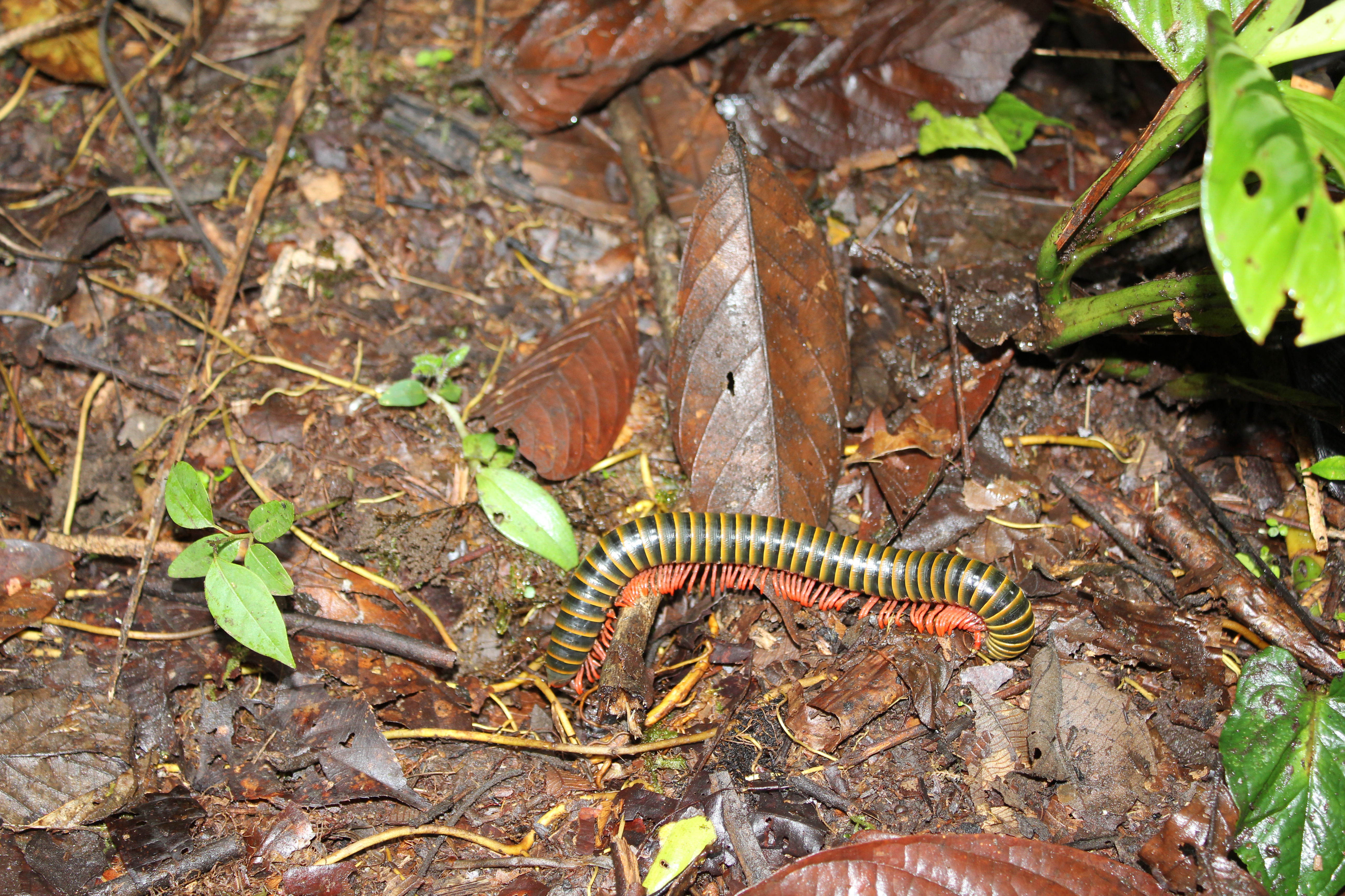 Selva en Ecuador: un viaje a la biodiversidad amazónica