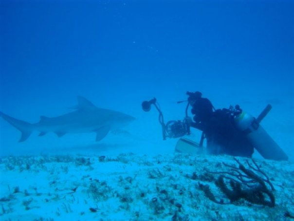 Buceo Tiburón Toro, por Javier Alcazar