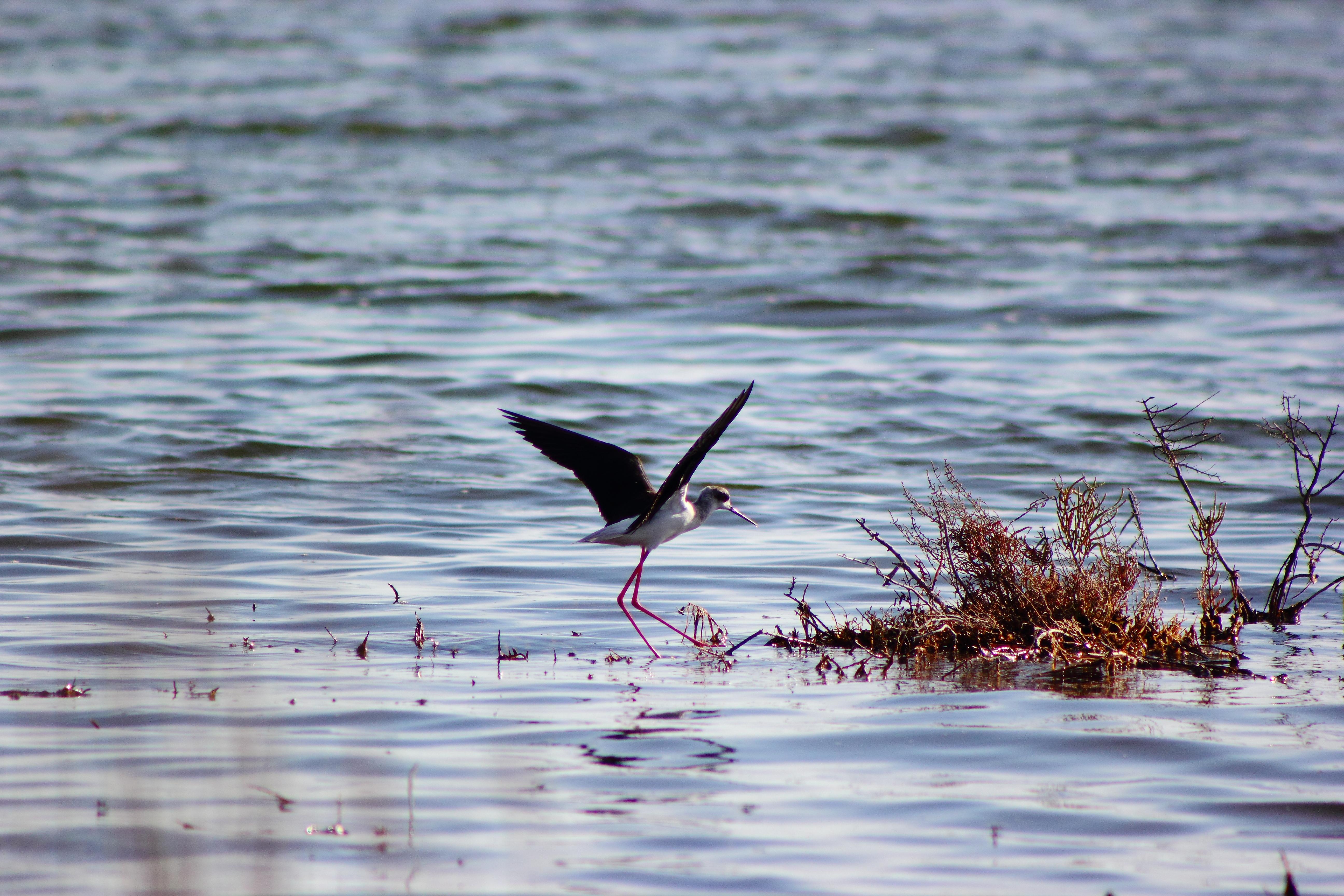 Punta Entinas Sabinar, por susana gomez alonso