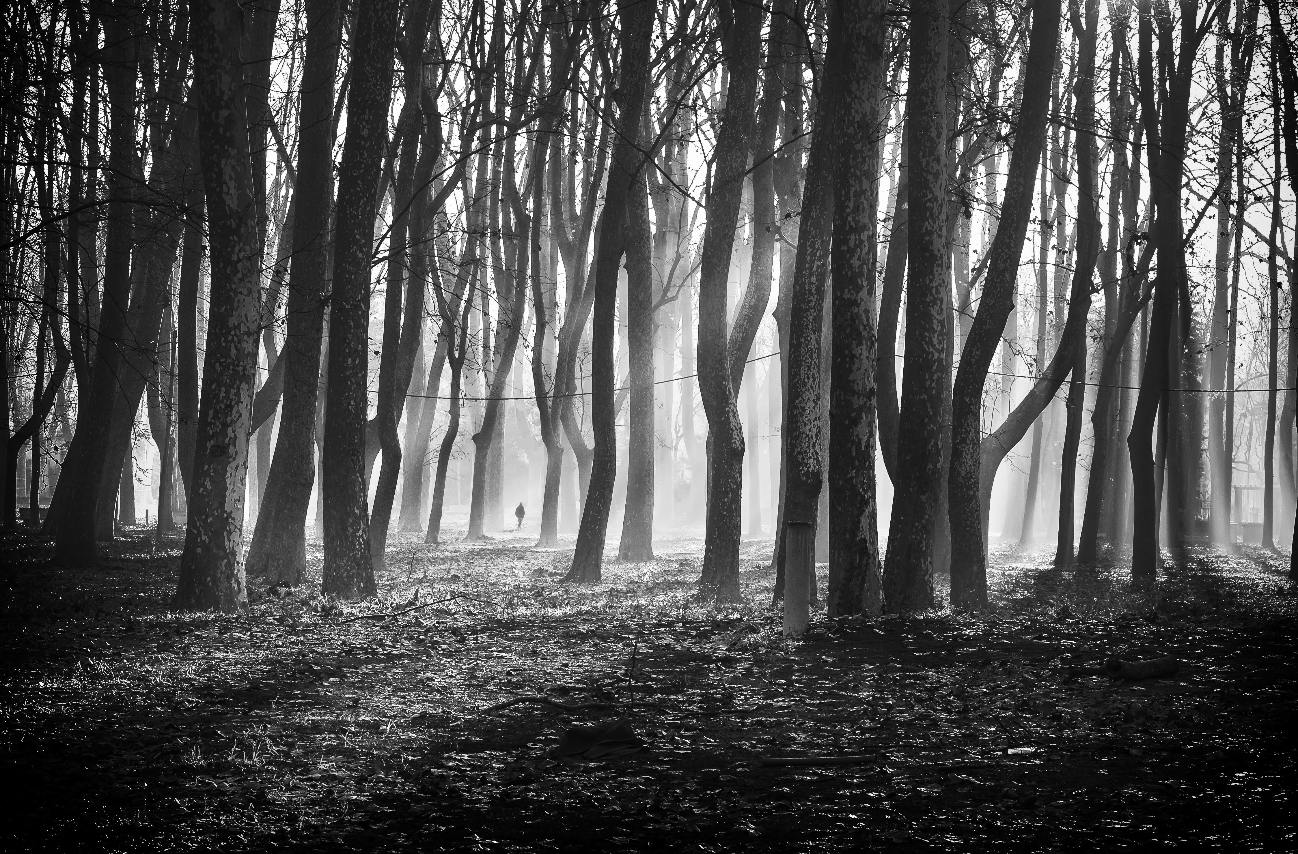 Parque de la Devesa, por Jordi Renart Roca