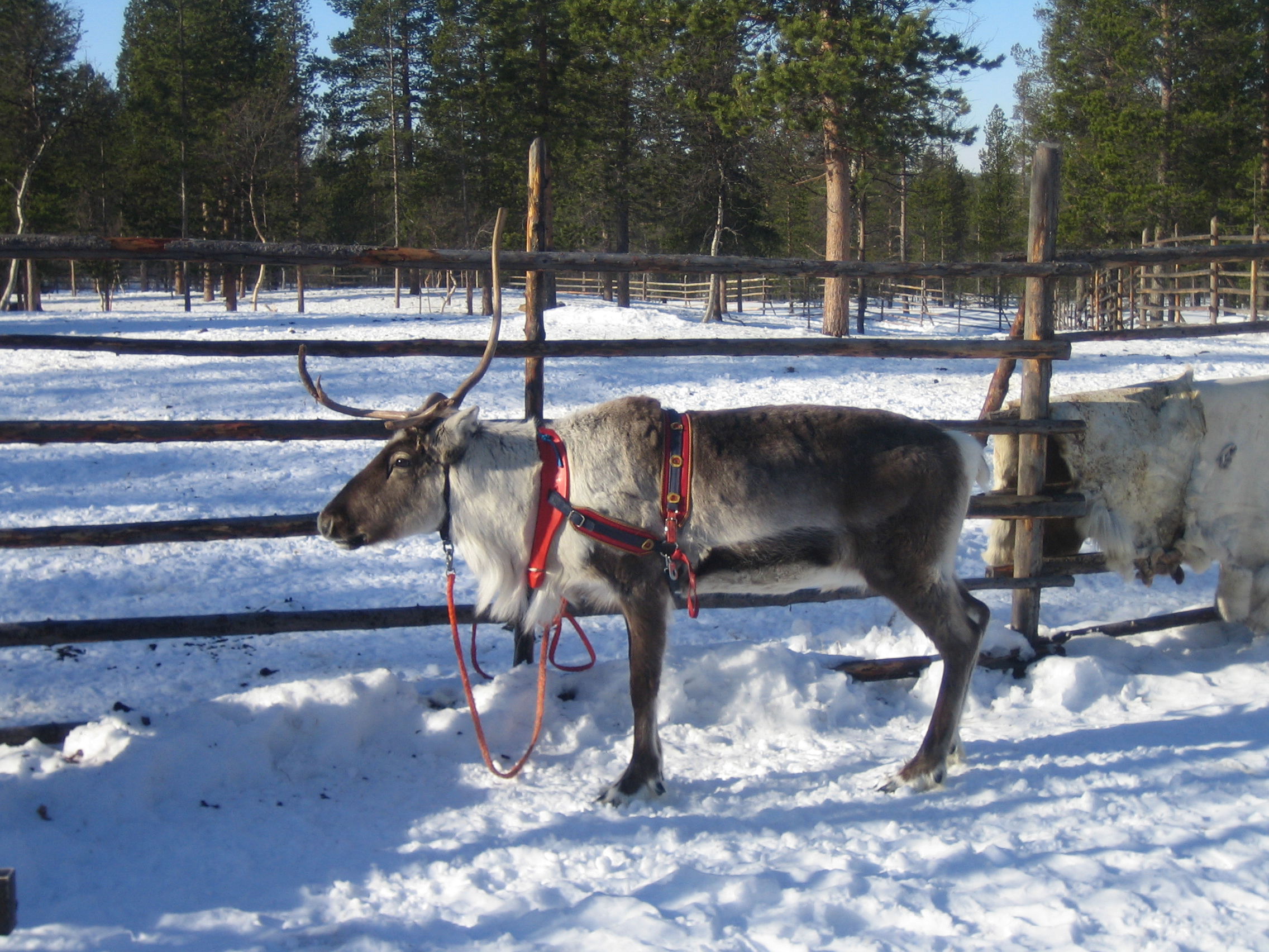 Escursion en Ivalo, por sandydidi