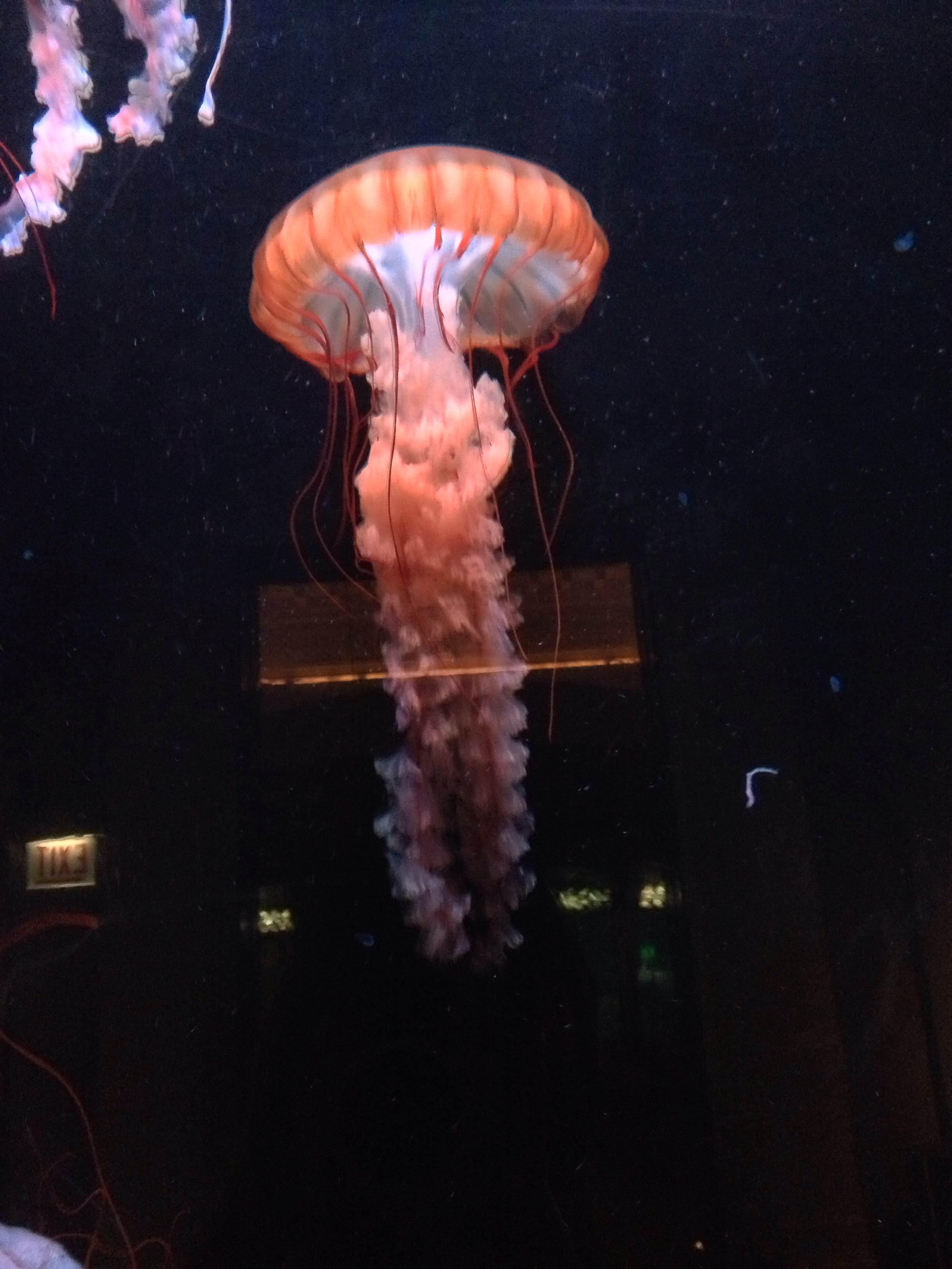 Shedd Aquarium (John G.), por Sofia Muro