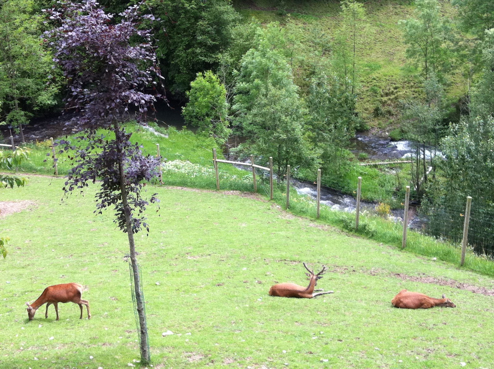 Parc d'animals de Mollo, por jaume