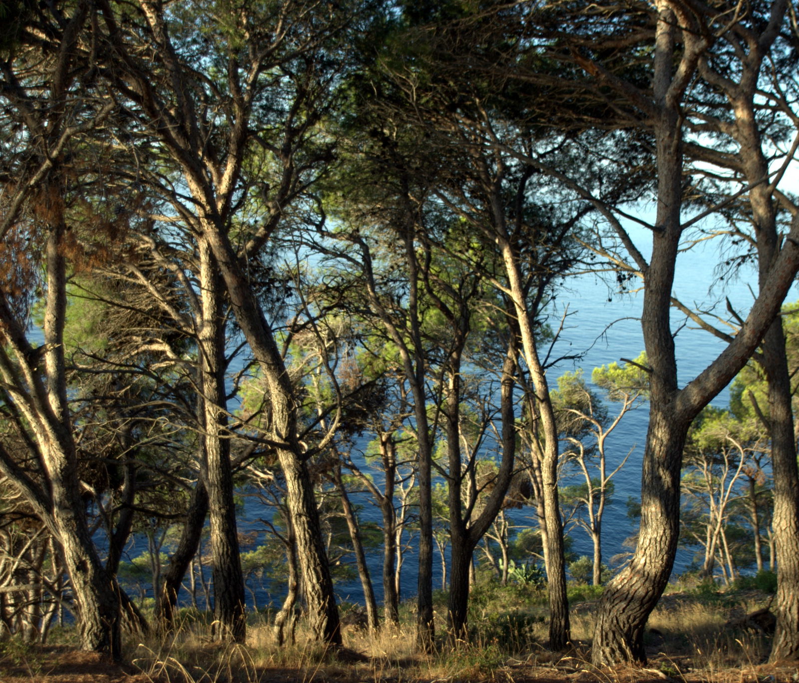 Pinar de la Costa Brava, por Jordi Alsina Brunsom