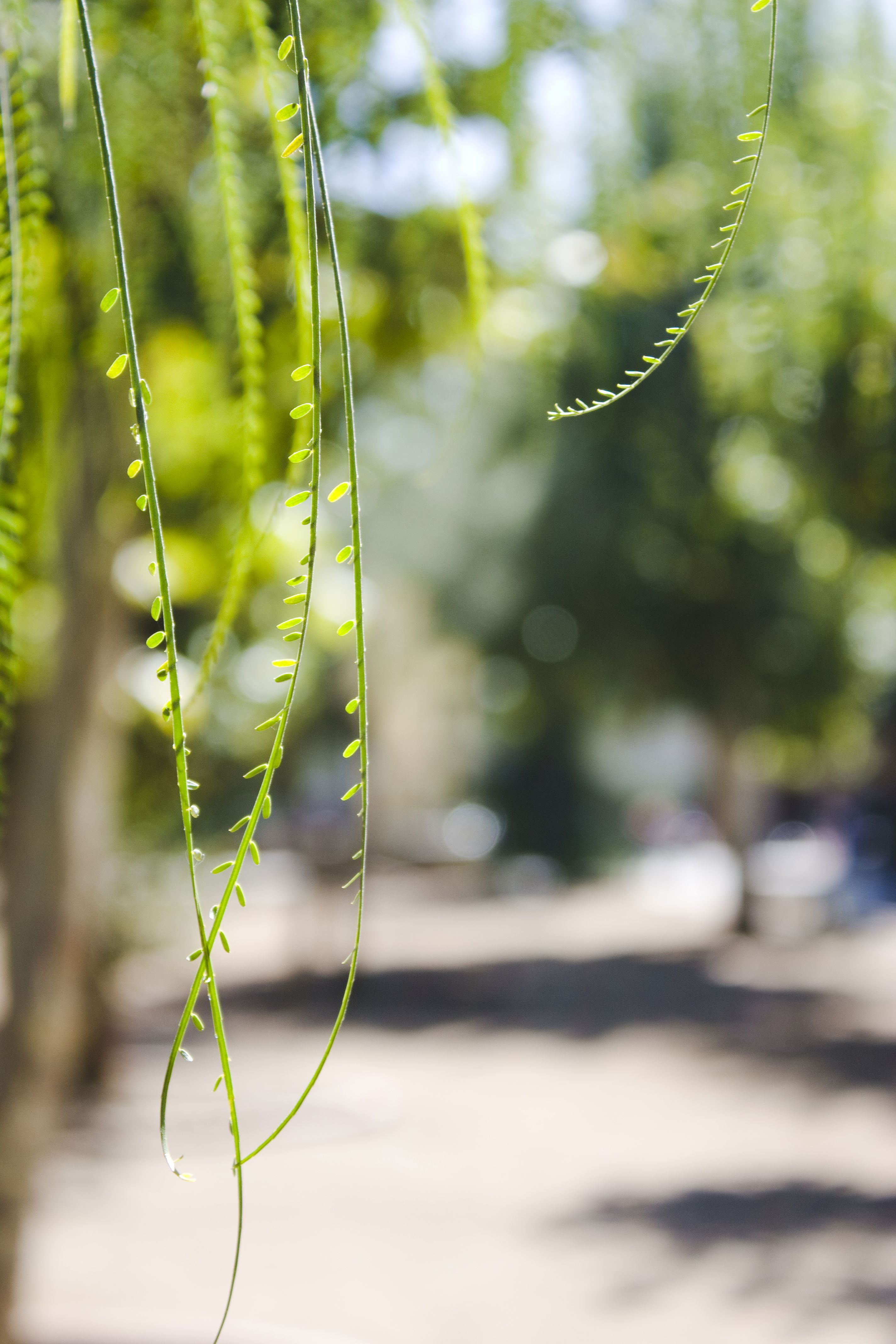 Jardines del Campo del Príncipe, por Alejandro Garcia Montoro
