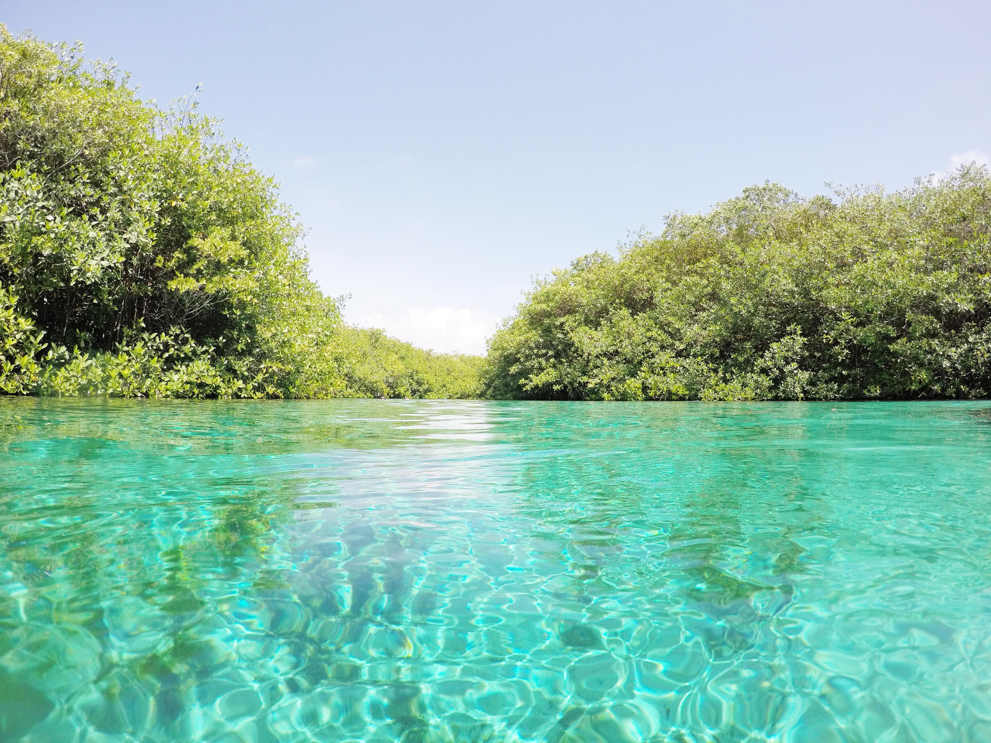 Cenote Manatí, por Lex Aqui