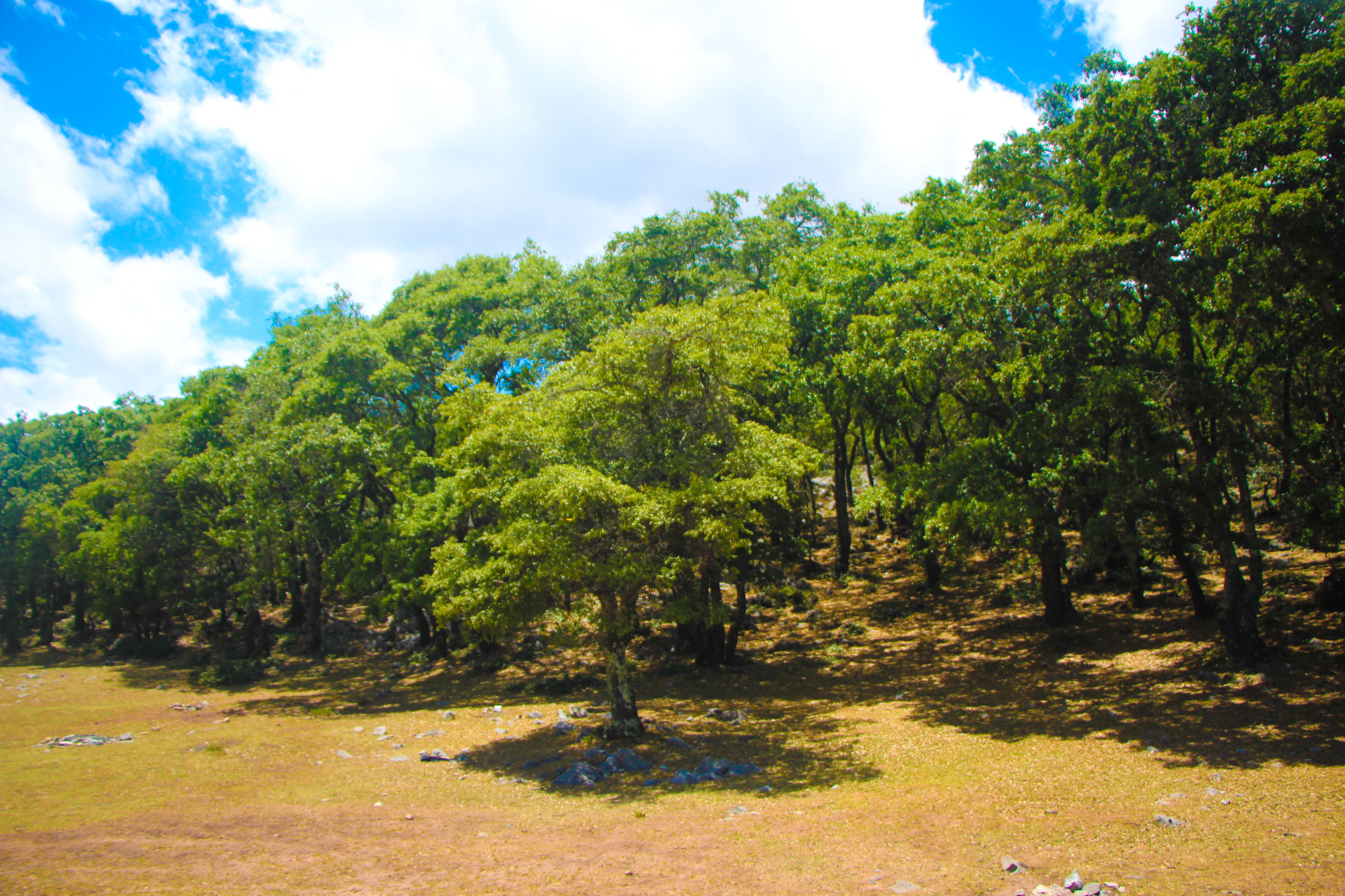 Bosque de Encinos, por Diana Patricia Montemayor Flores