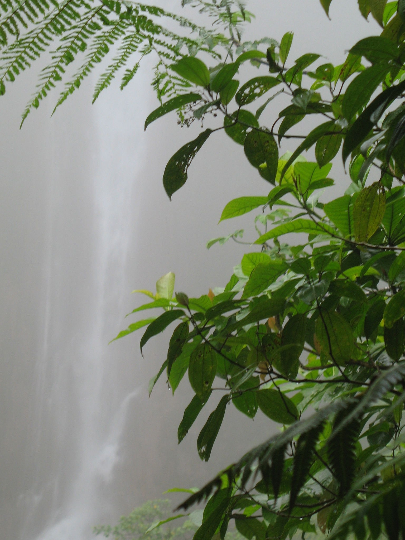 Las cataratas del Carbet, por claire