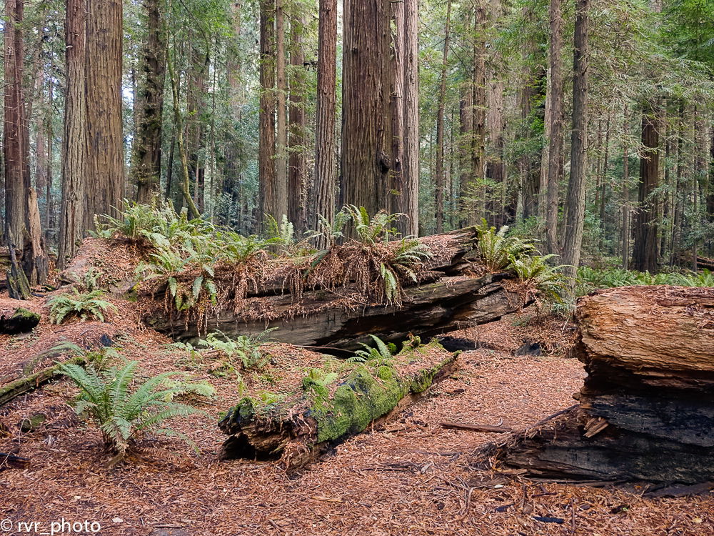 Humboldt Redwoods State Park, por Rafael Vilches