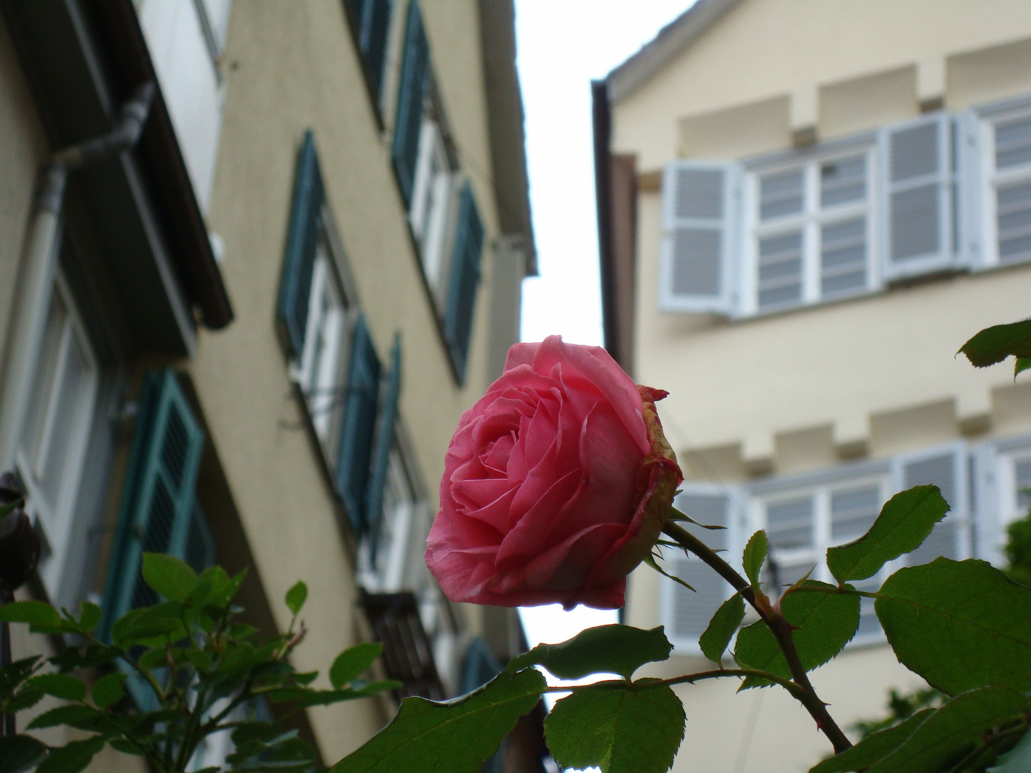 Tübingen, por lowli colomer