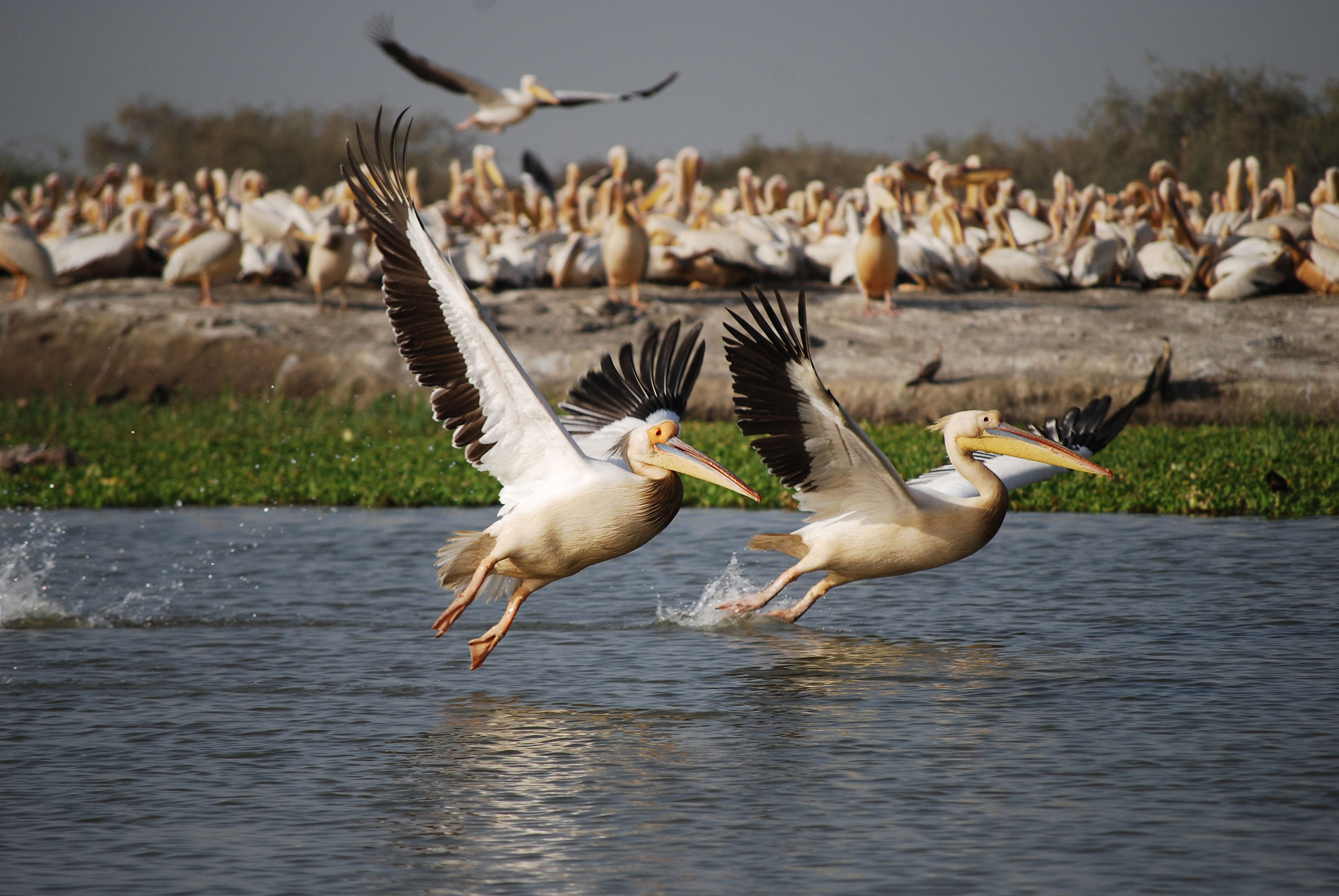 Parque Nacional del Djoudj, por ChaCh' 