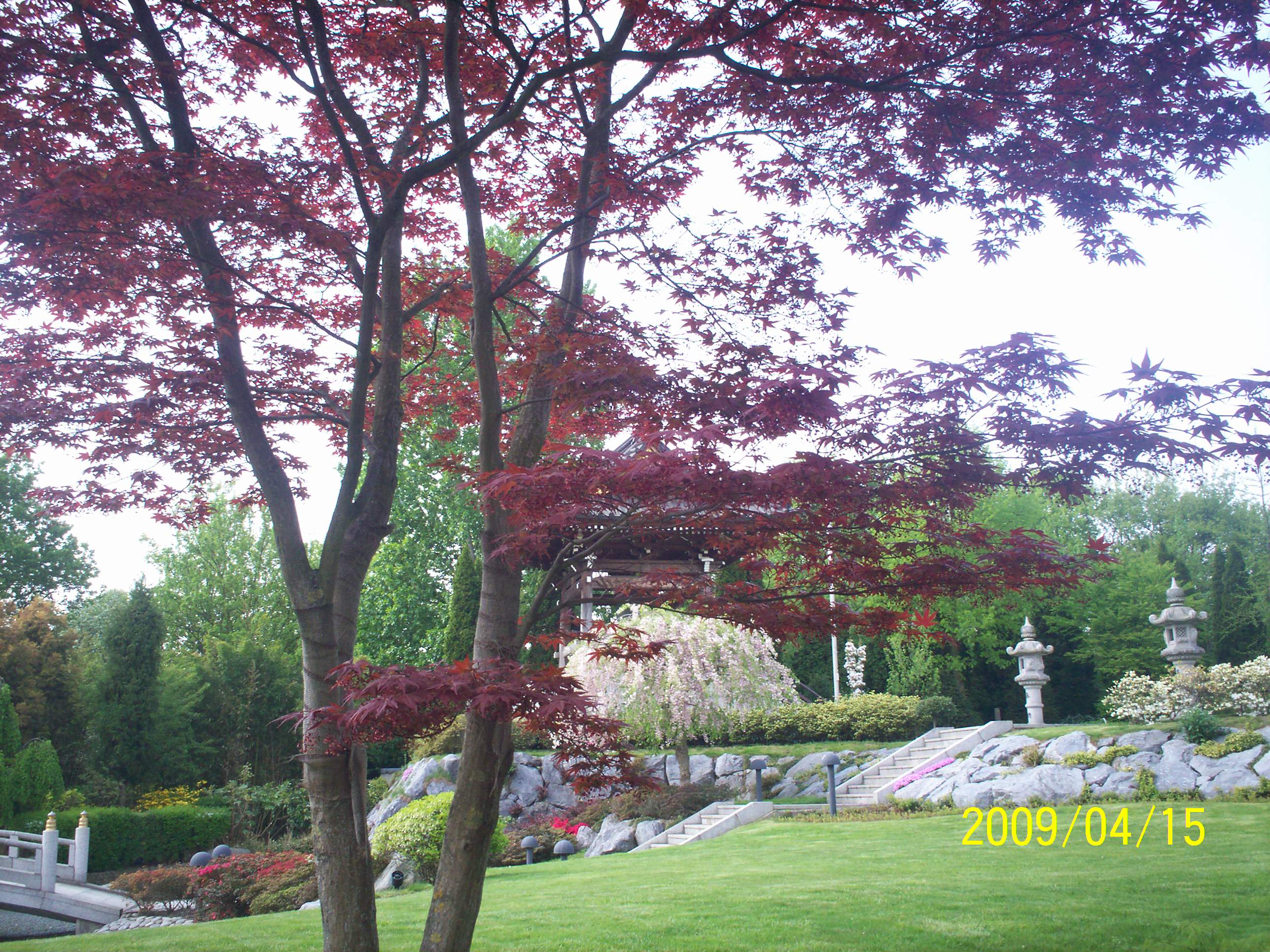 Jardin japonés, por nieves