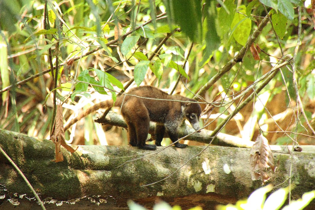 Parque Nacional Corcovado, por nuria