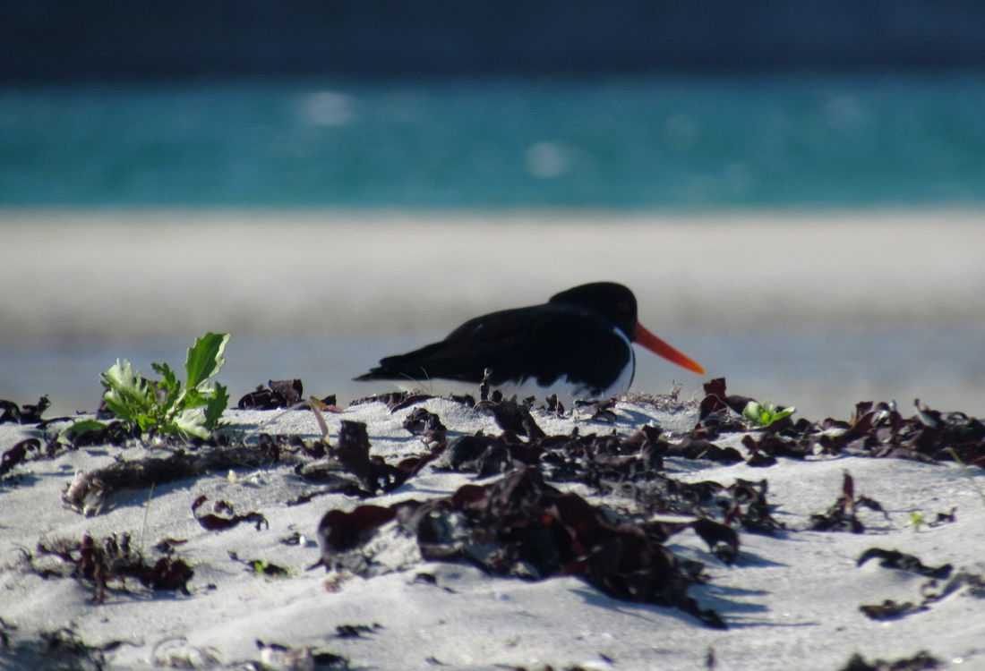 Playa de Fredvang, por cycle-travels 