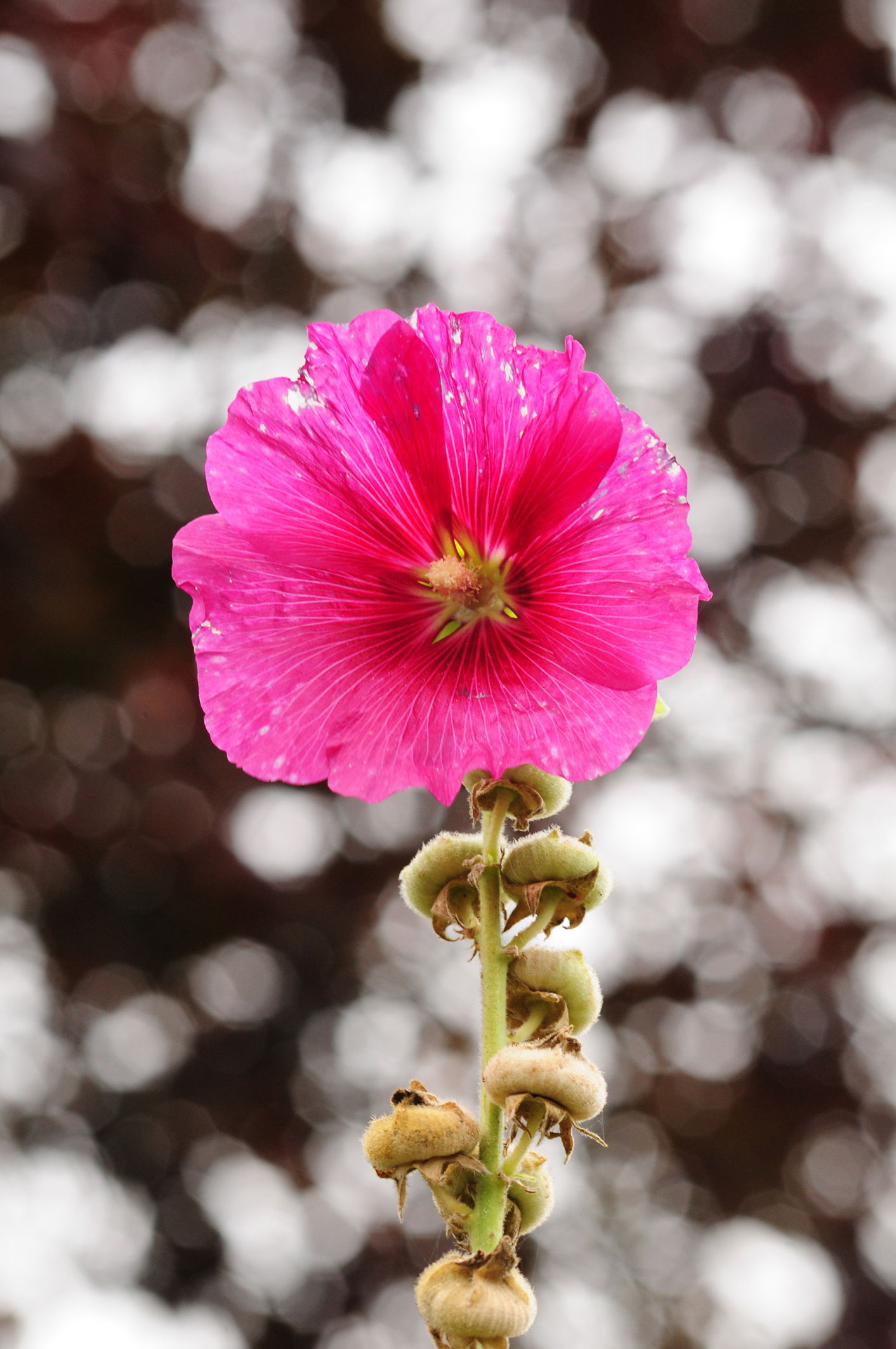 Herbarium, por toutchio