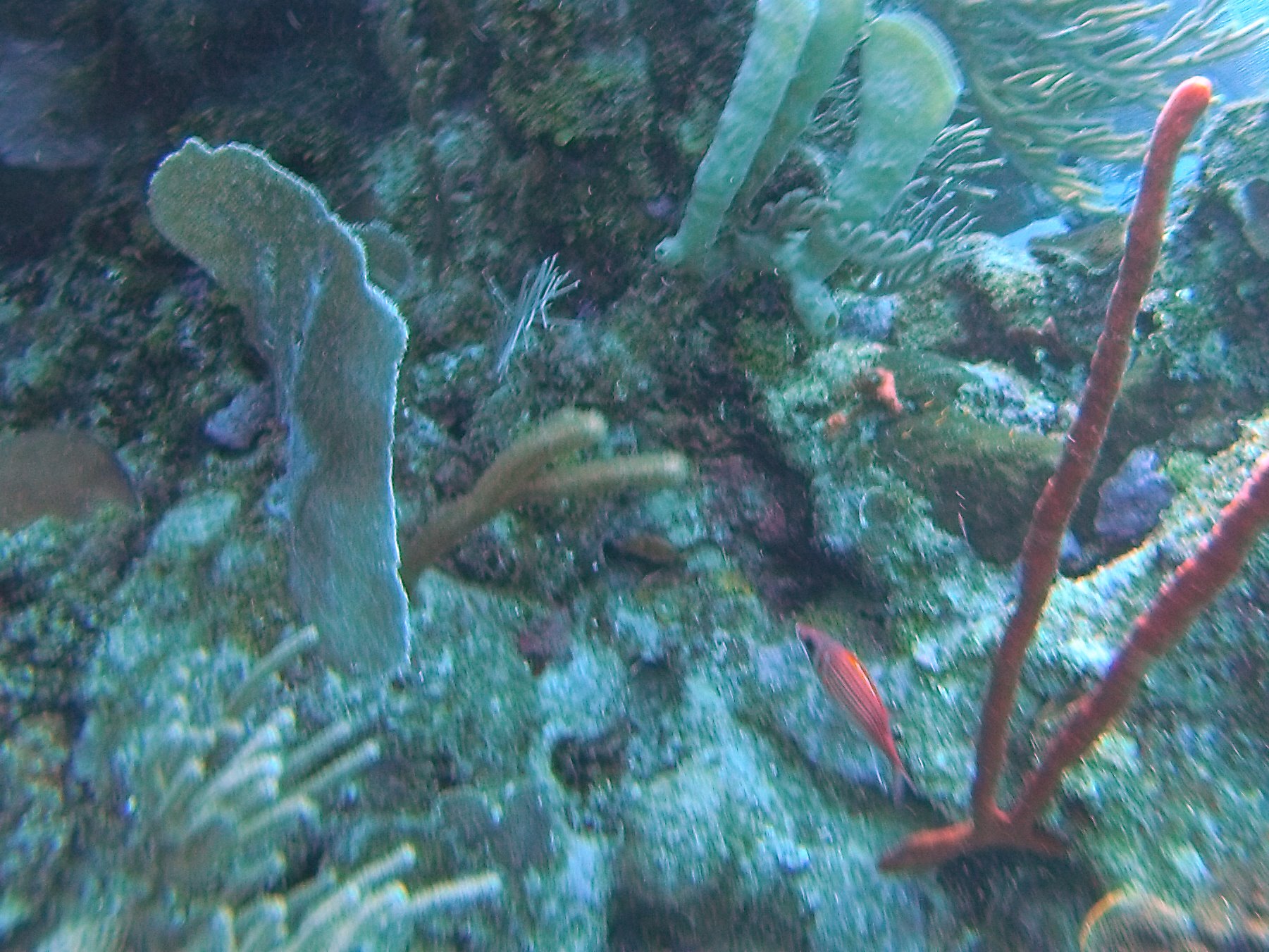 Snorkel en Uvita, por Las Aventuras de Ruvik