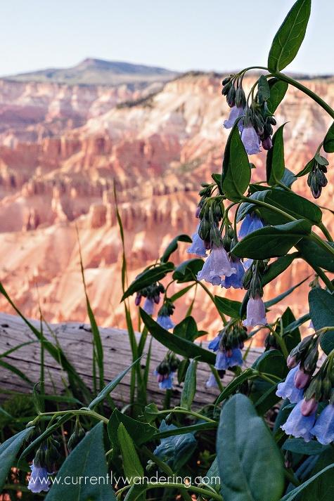 Cedar Breaks National Monument, por CurrentlyWandering