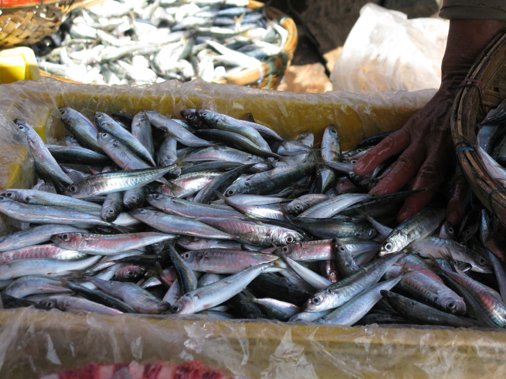 Compra-venta de pescado en Hoi An, por Jambo Mondo