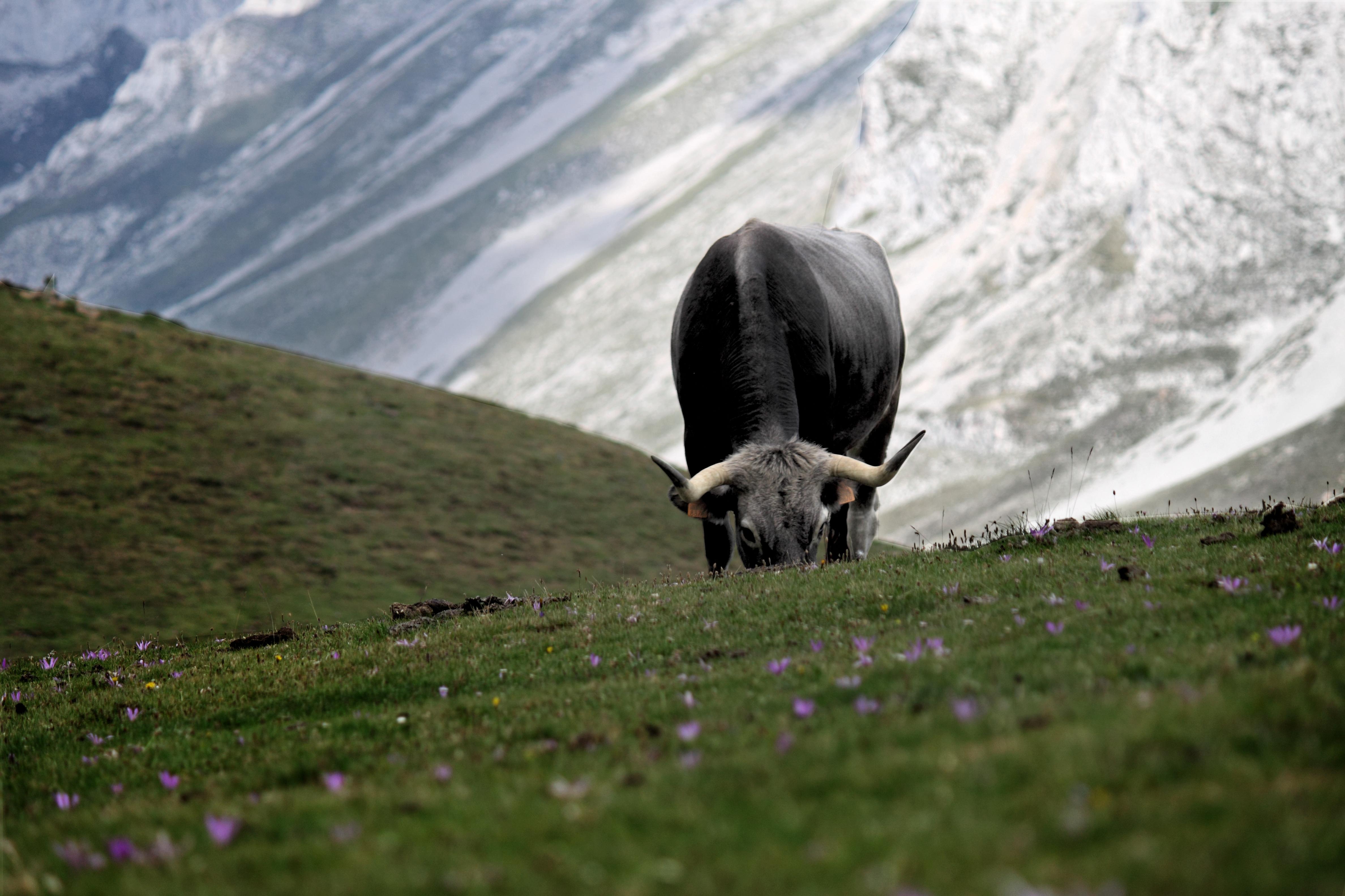 Parque Nacional Picos de Europa, por Raquel Bermejo