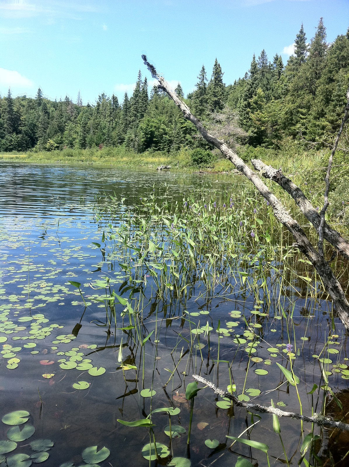 Algonquin Park, por Dani