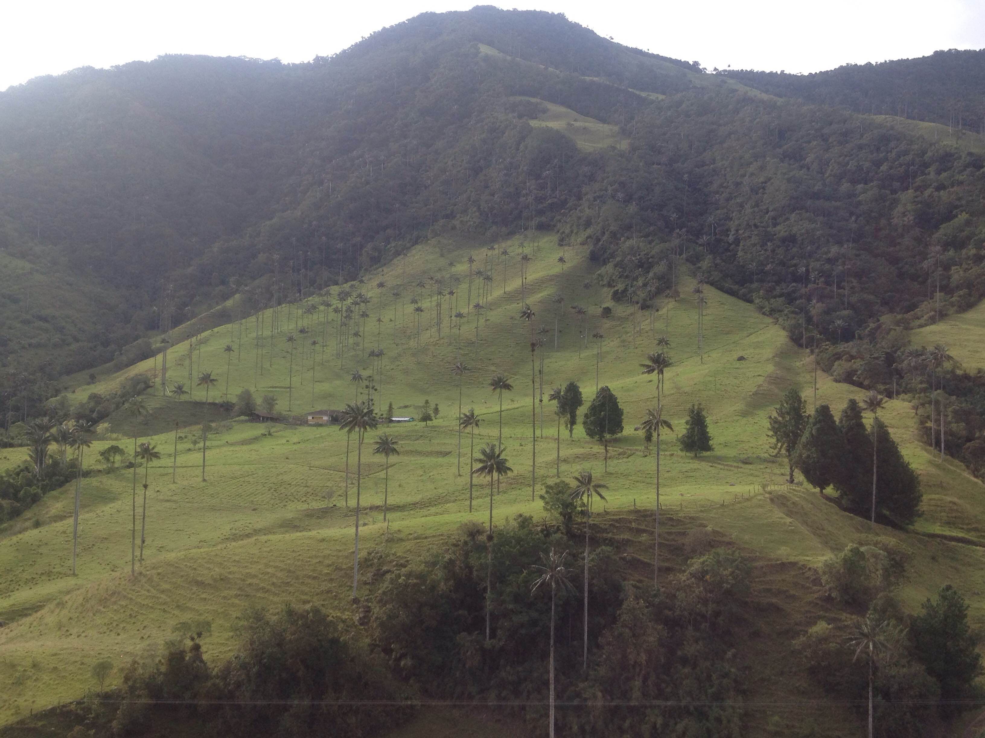 Selva de Cocora, por Diego Armando Orozco