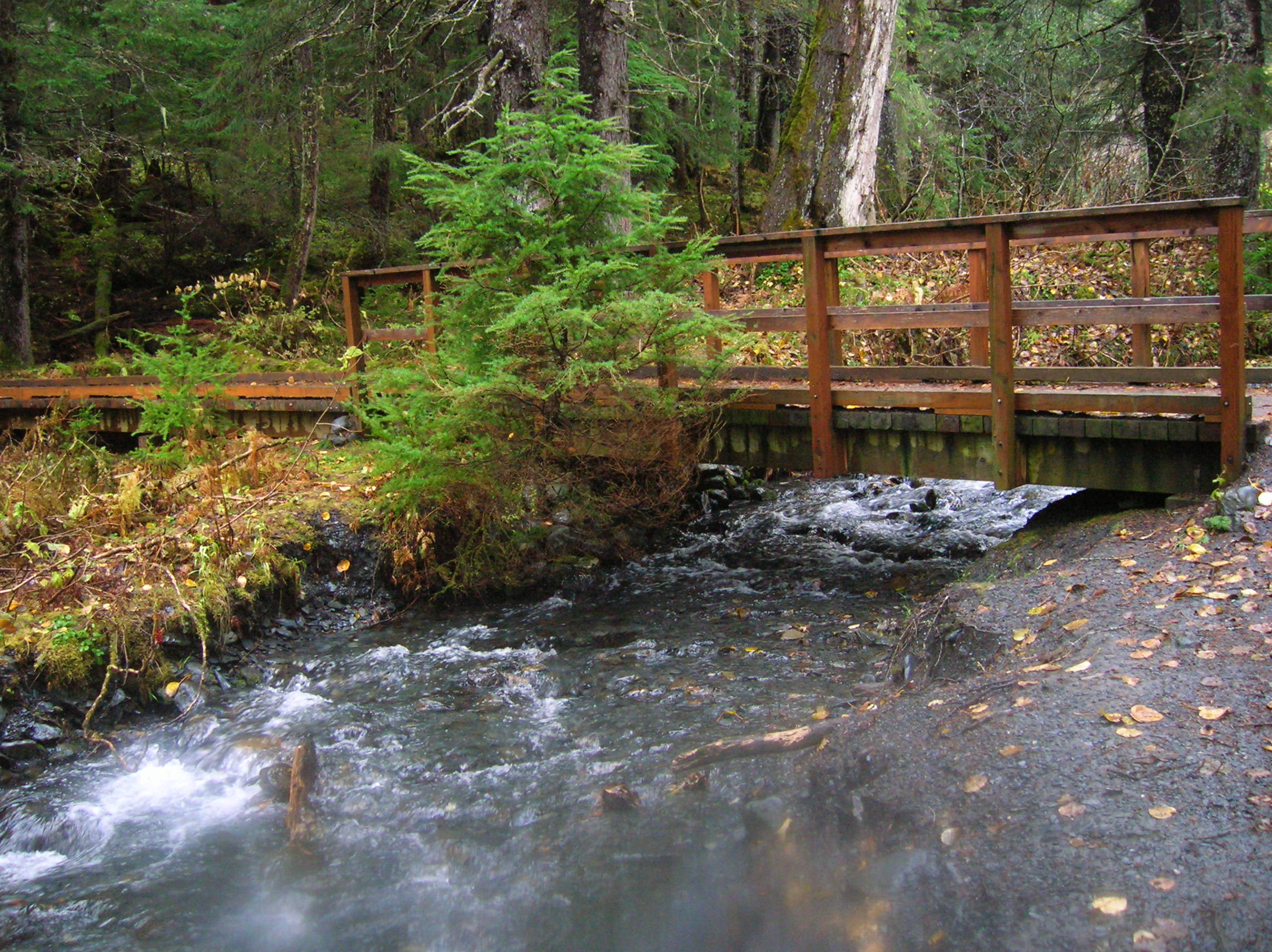 Winner Creek Trail, por Grace Anderson