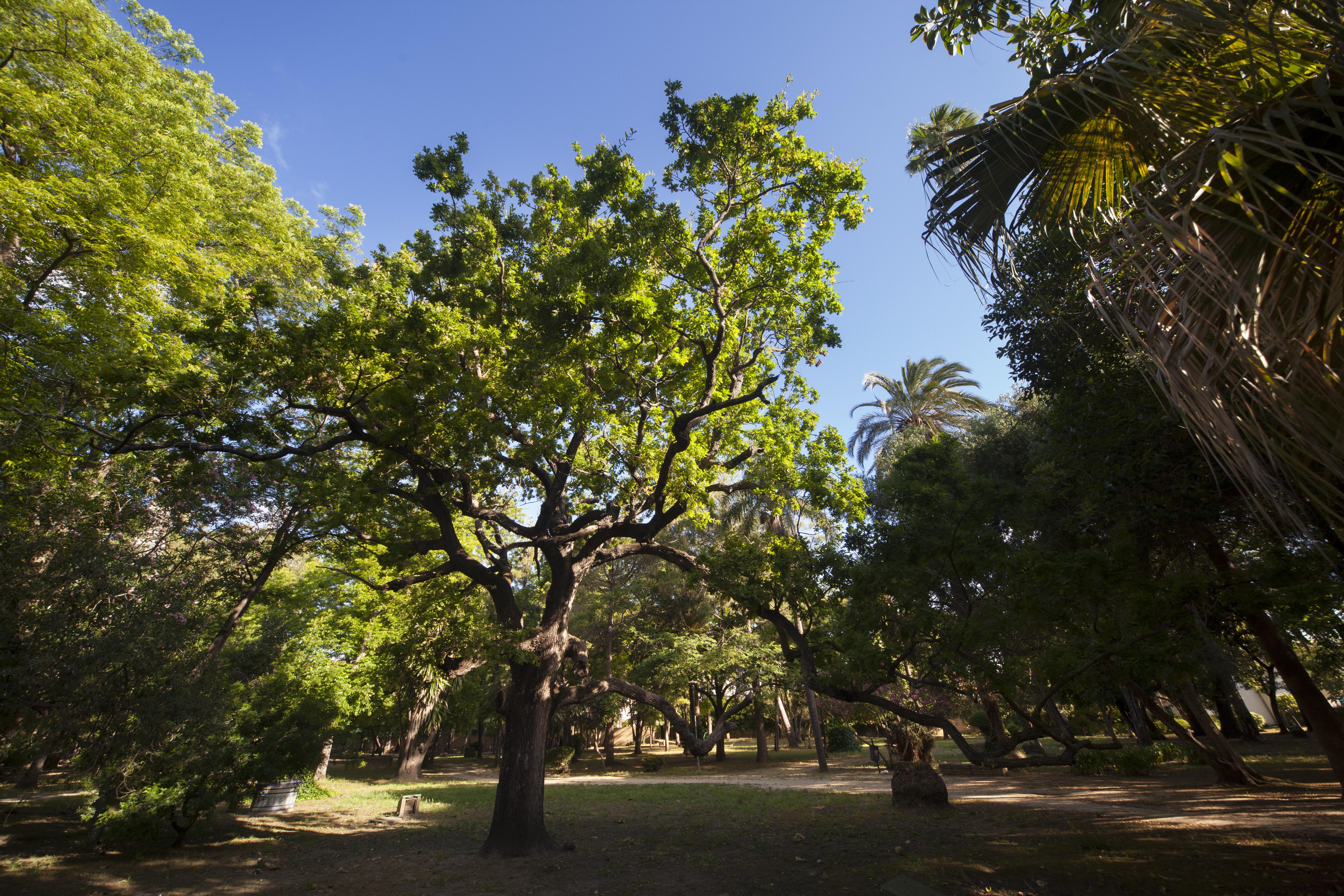 Descubre los encantadores jardines de Cádiz y su belleza natural