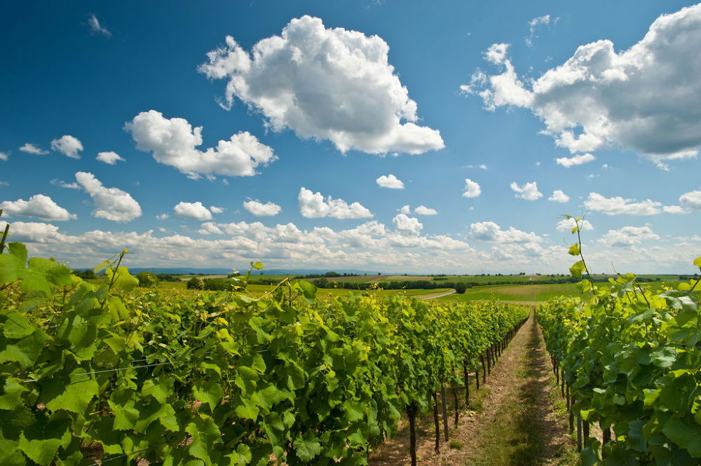 Viñedos del Palatinado, por Rhineland-Palatinate Tourist Board